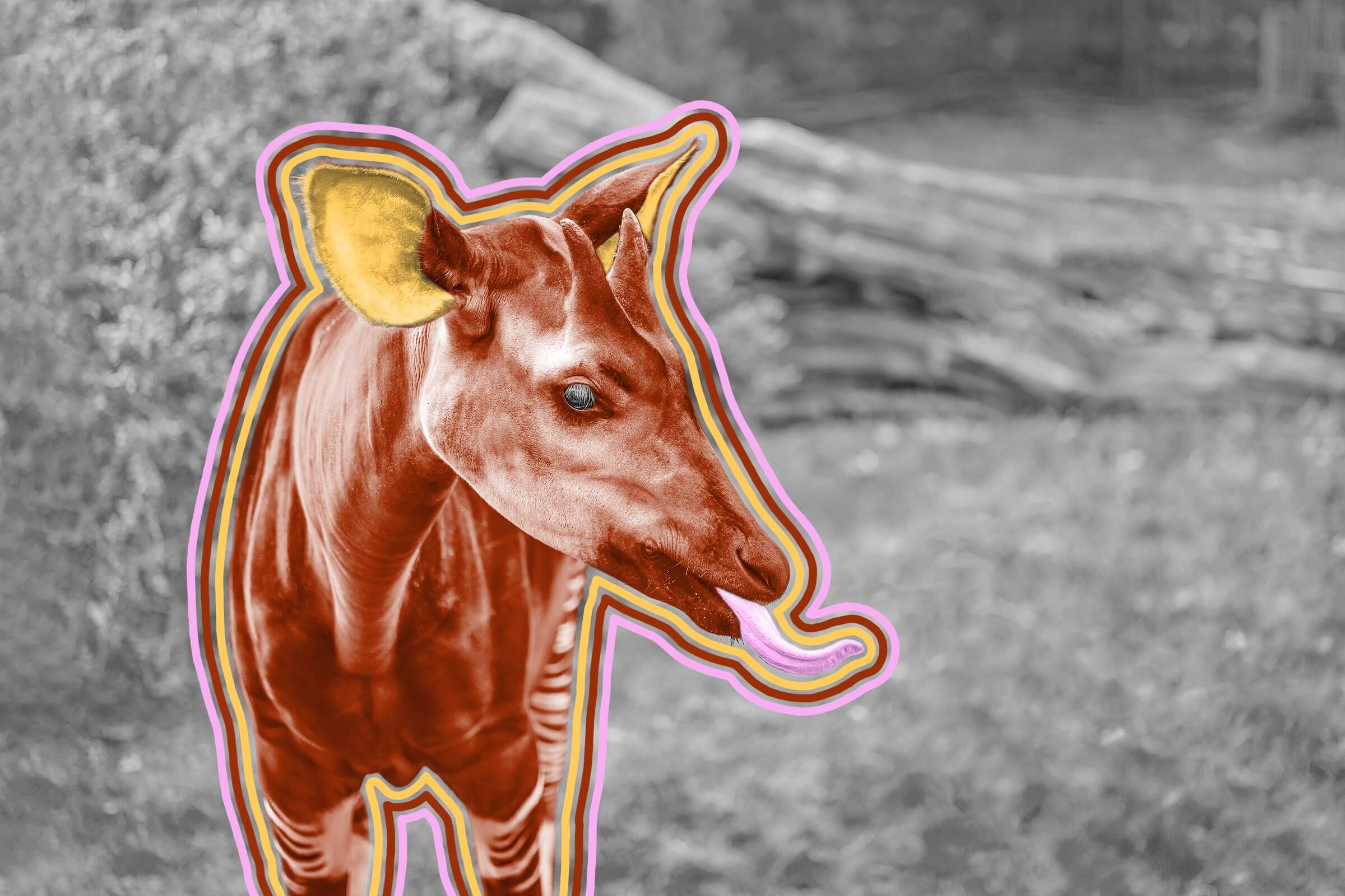 Okapis have tongues long enough to wash their eyelids.