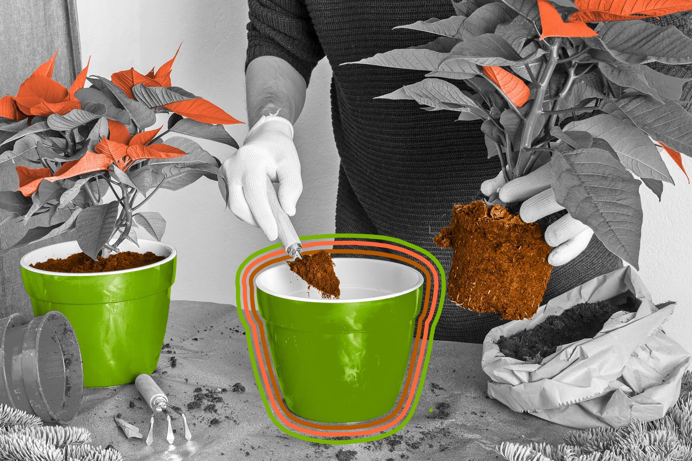 Poinsettias were originally cultivated by the Aztecs.