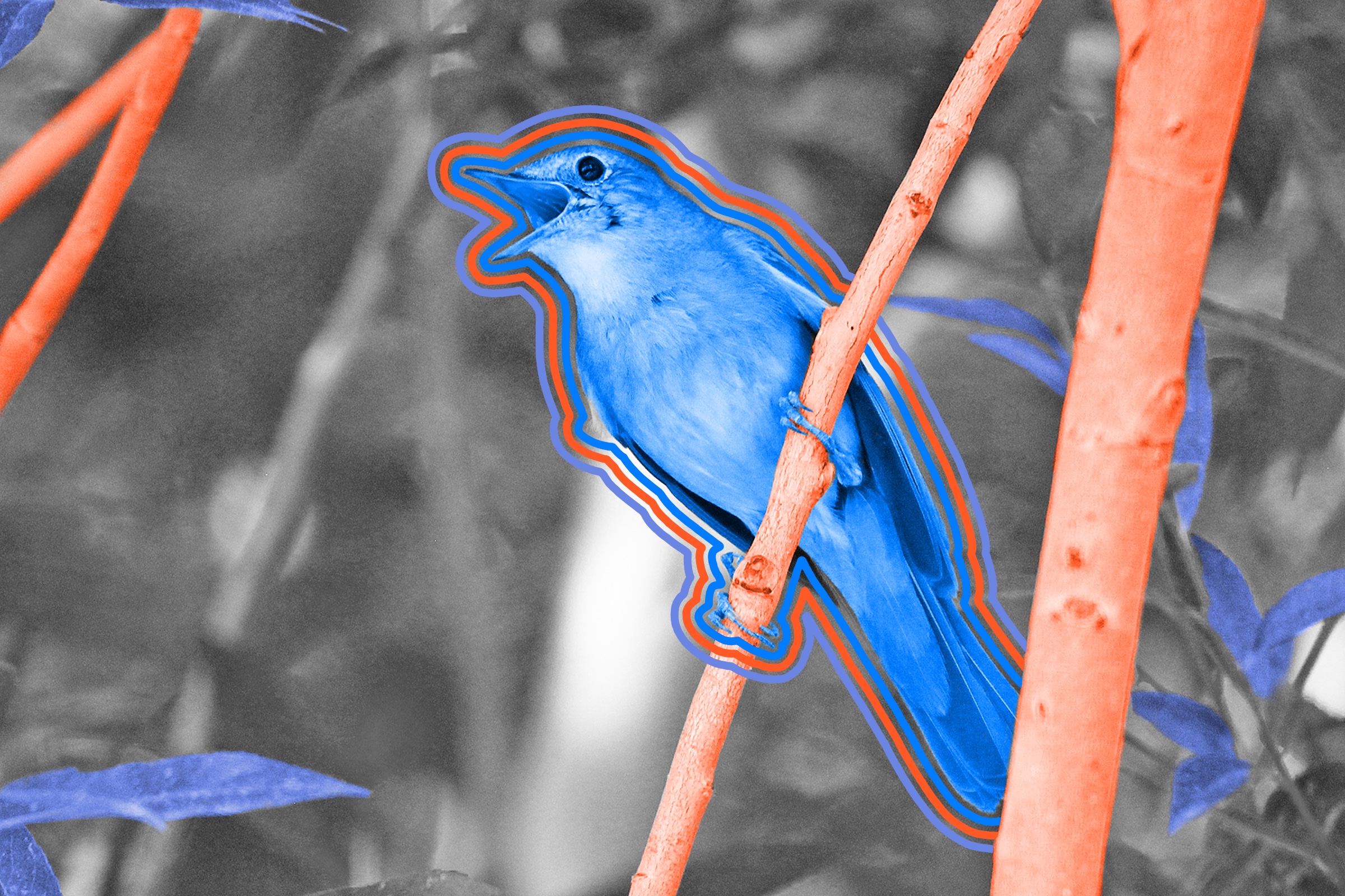 Male nightingales advertise their skills as fathers through song.