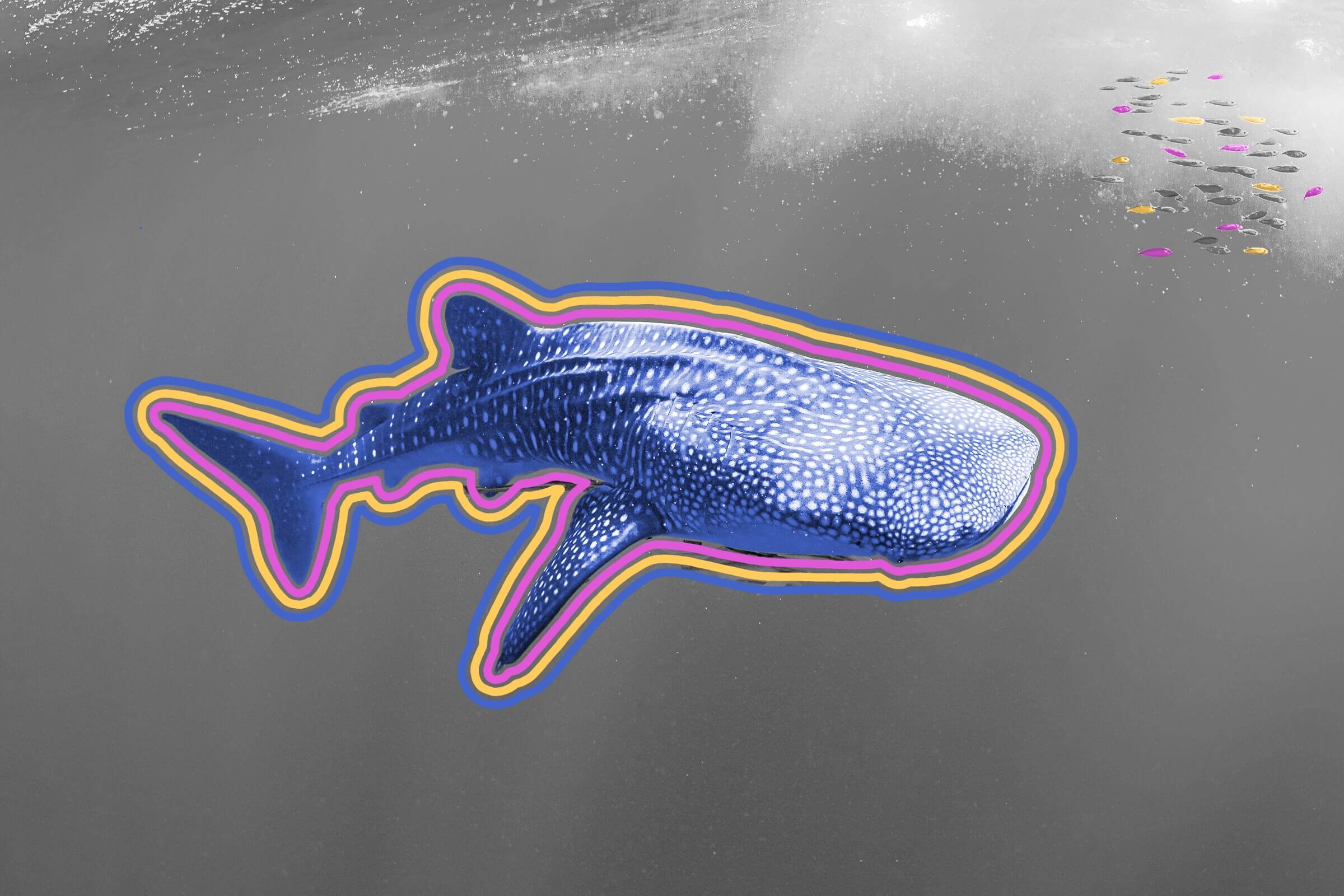 Whale sharks have tiny teeth on their eyeballs.