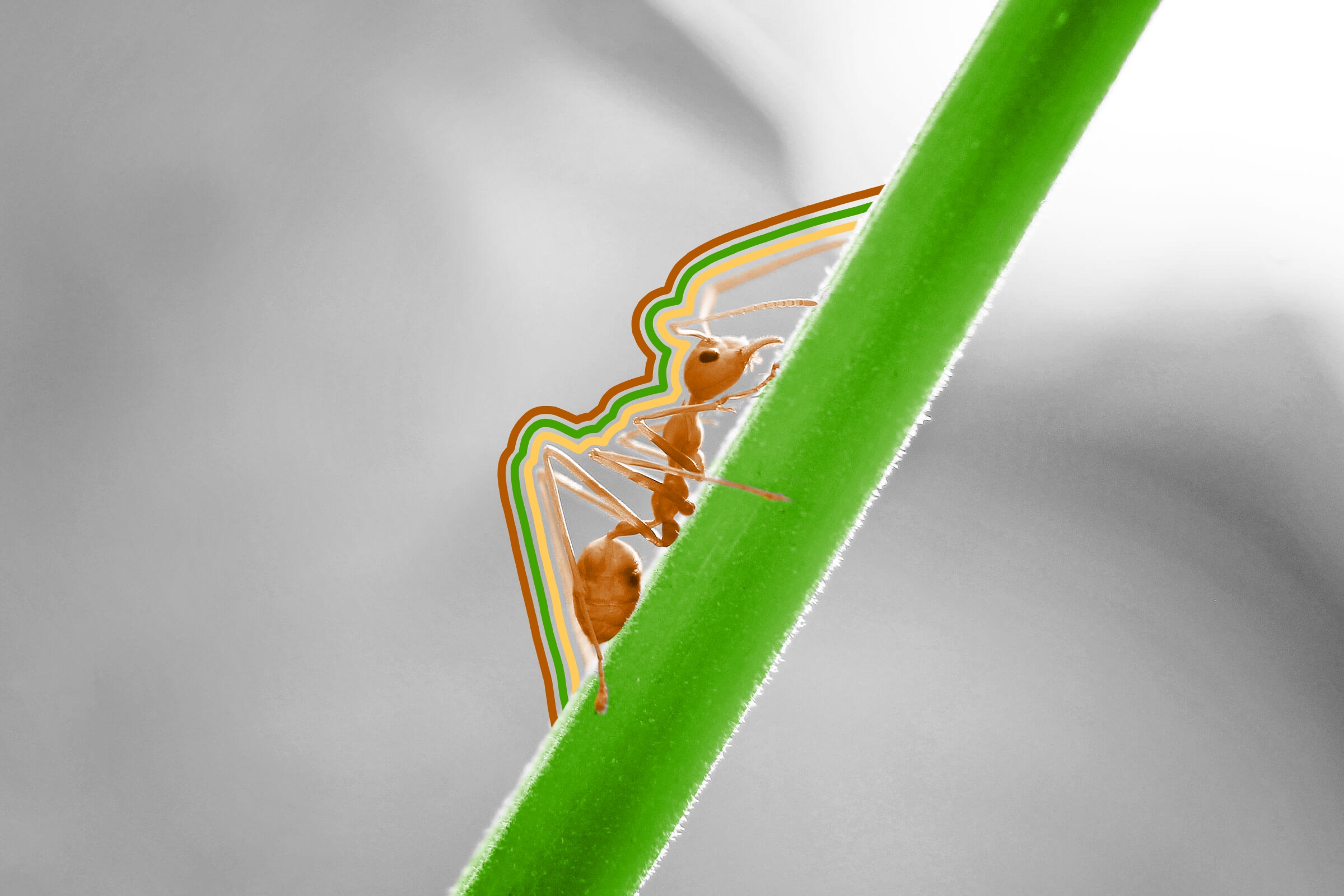 Some ants are edible.