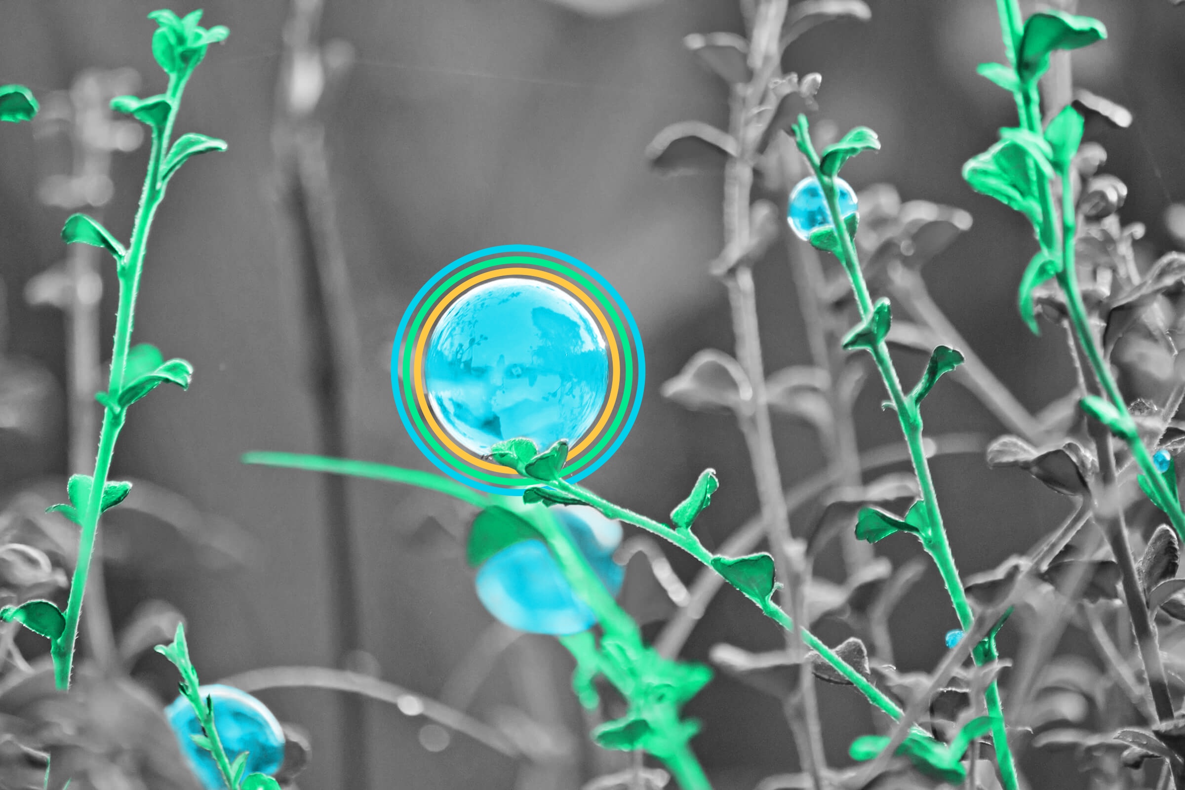 There’s a plant with sap that can be used to blow bubbles.