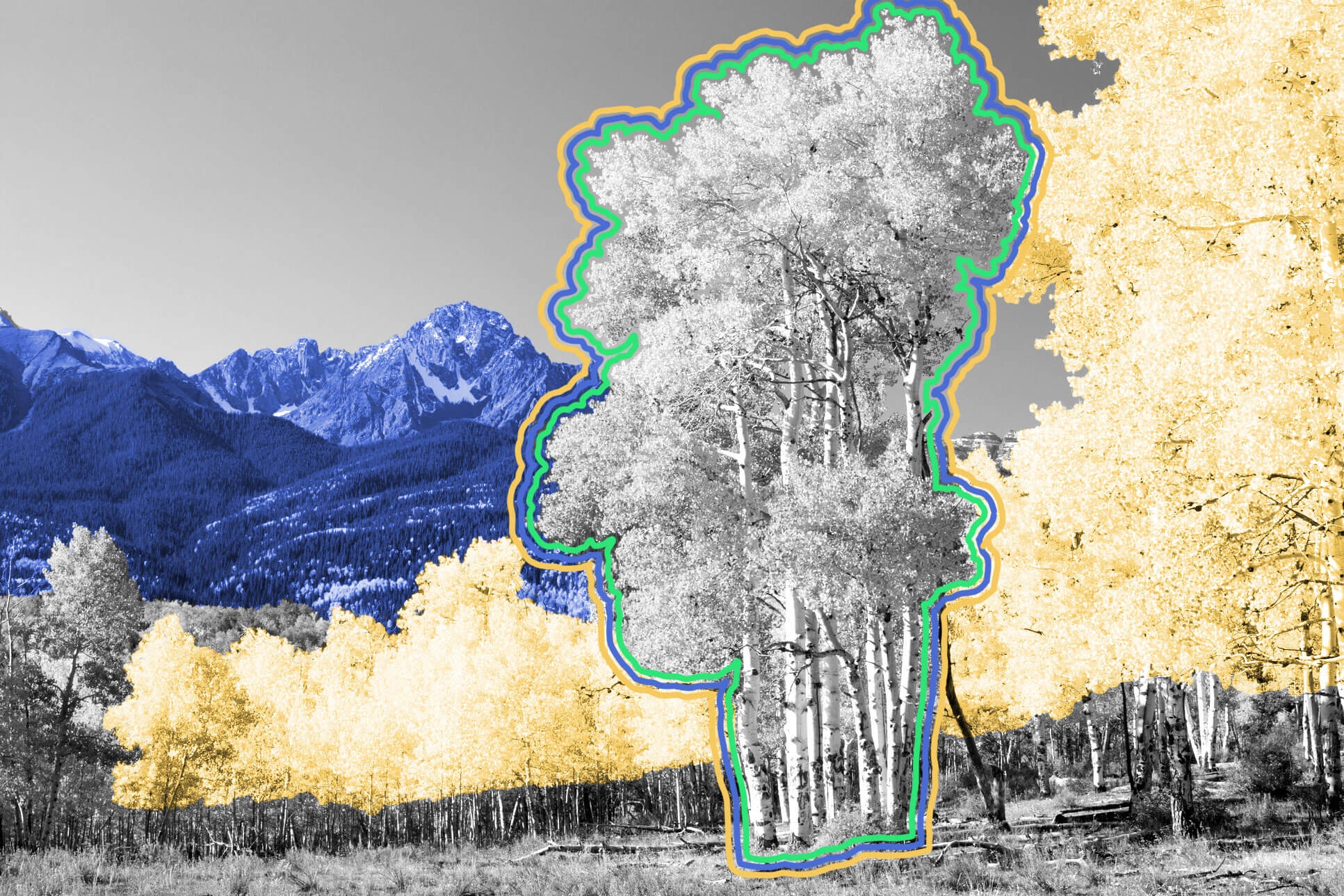 The world’s most massive plant is a stand of 47,000 genetically identical aspen trees.