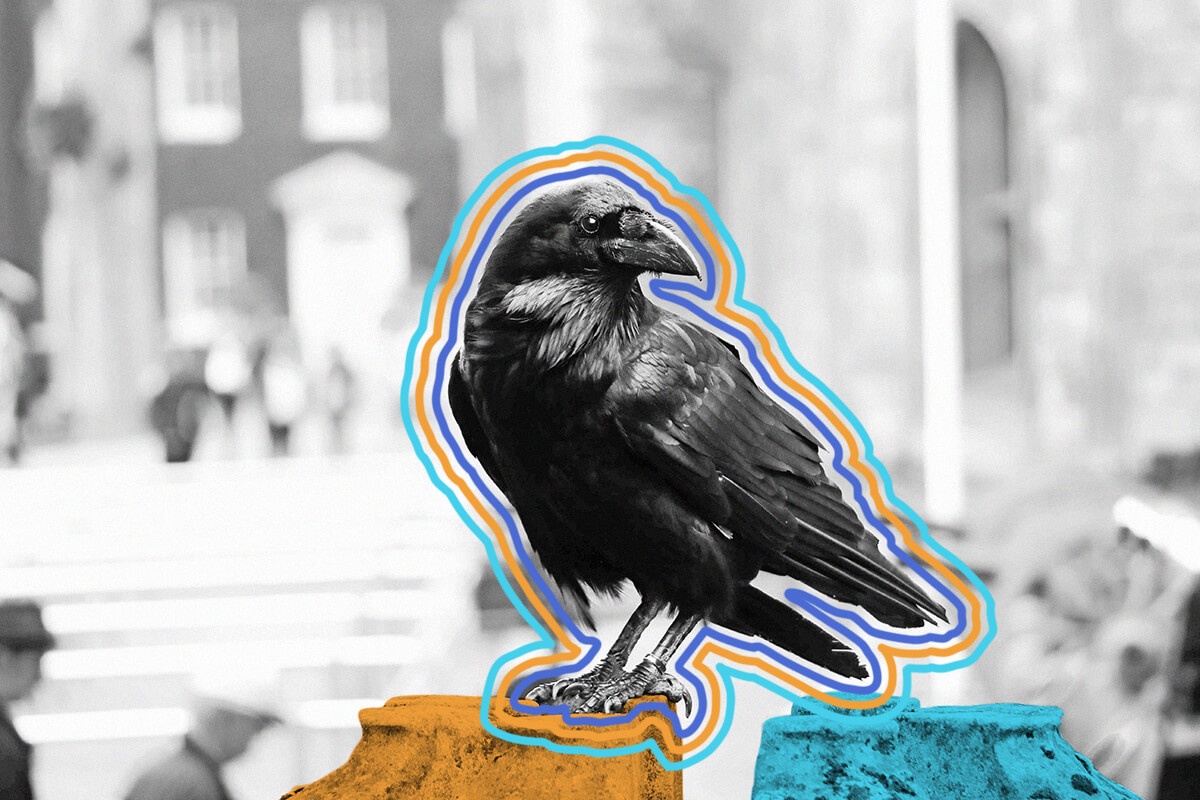 Ravens can remember human faces.