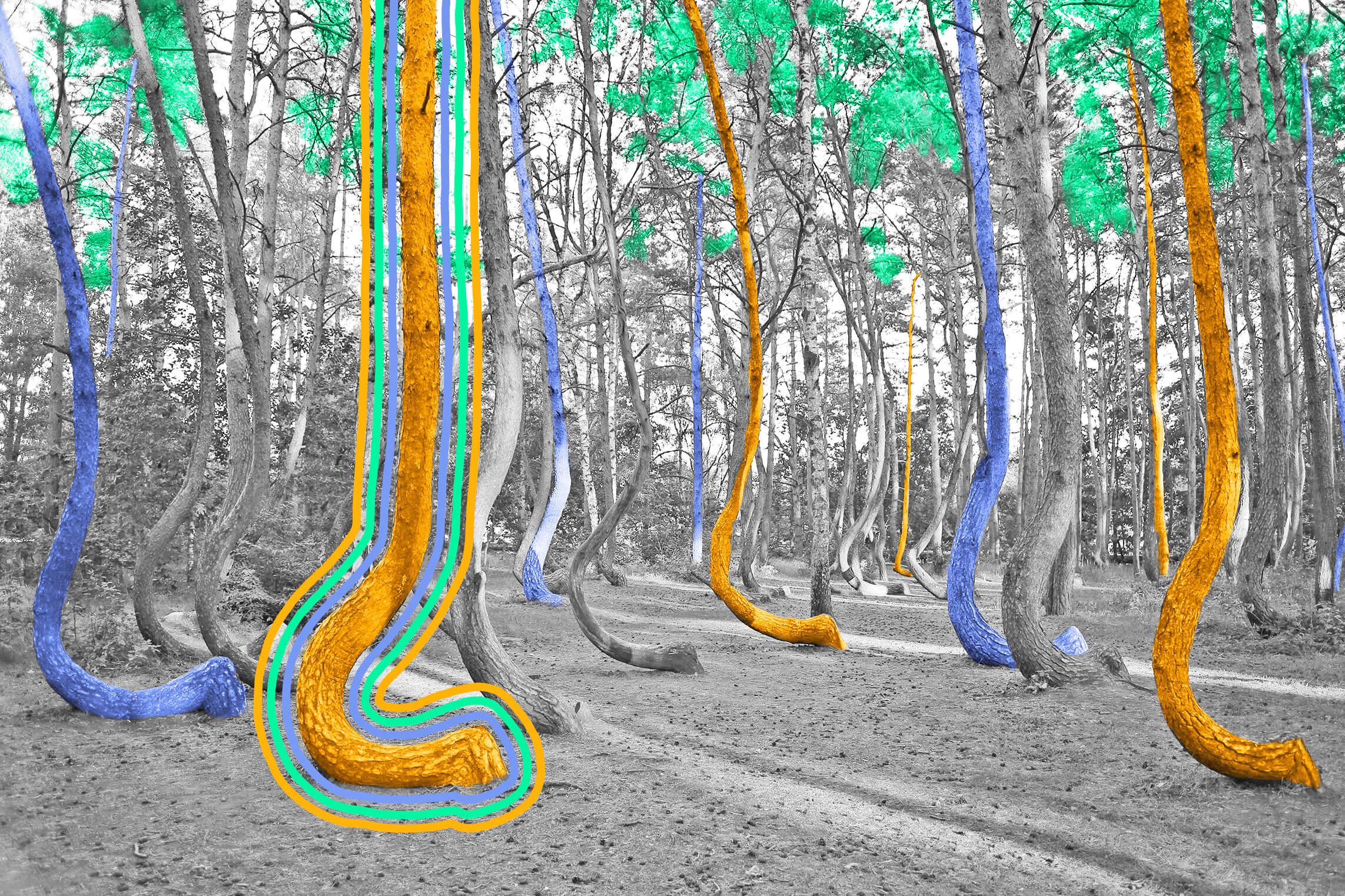 Poland has a forest of crooked pine trees — and no one is sure why.