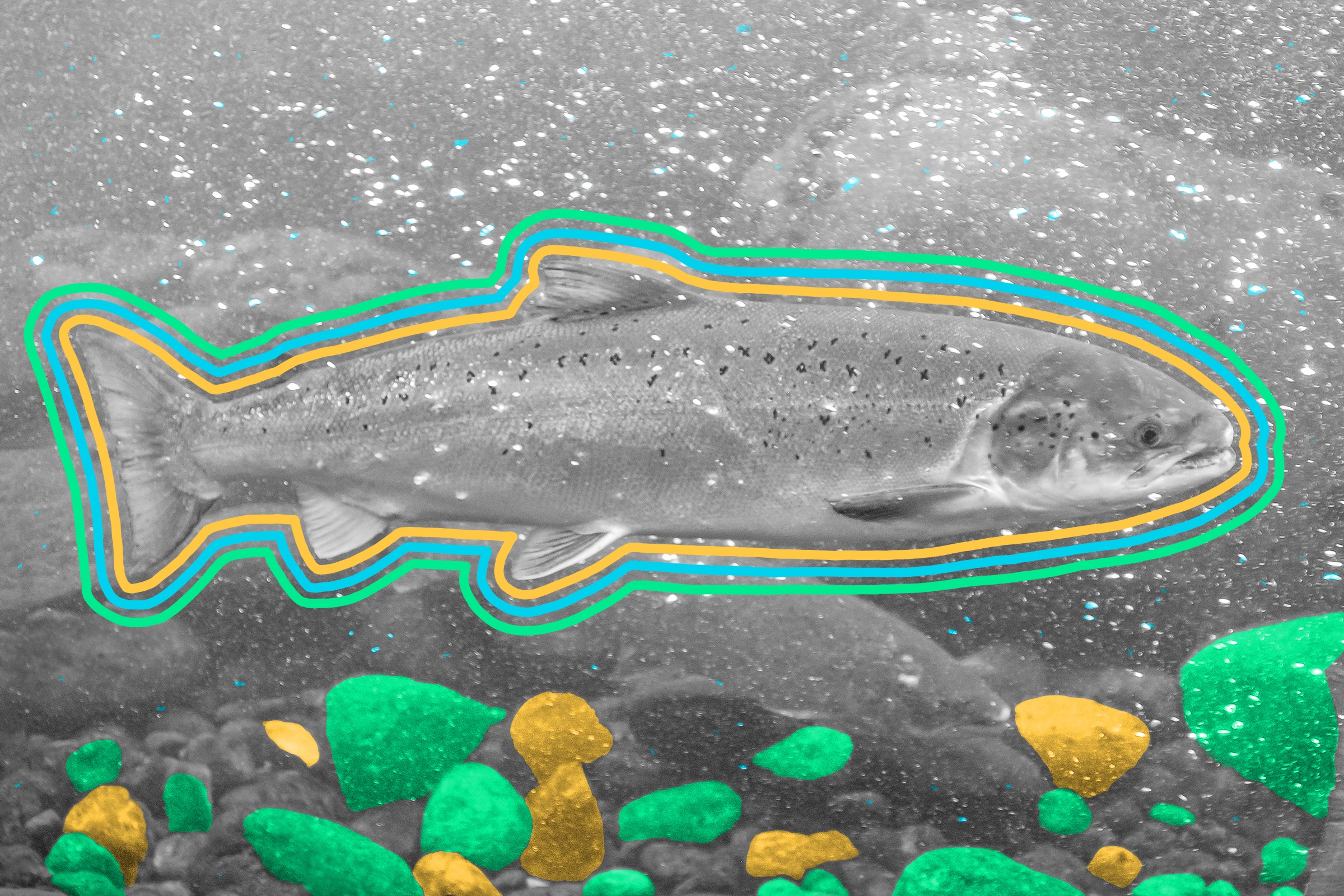 Scientists have found fossils of a ‘sabertooth salmon’ that could grow 8 feet long.