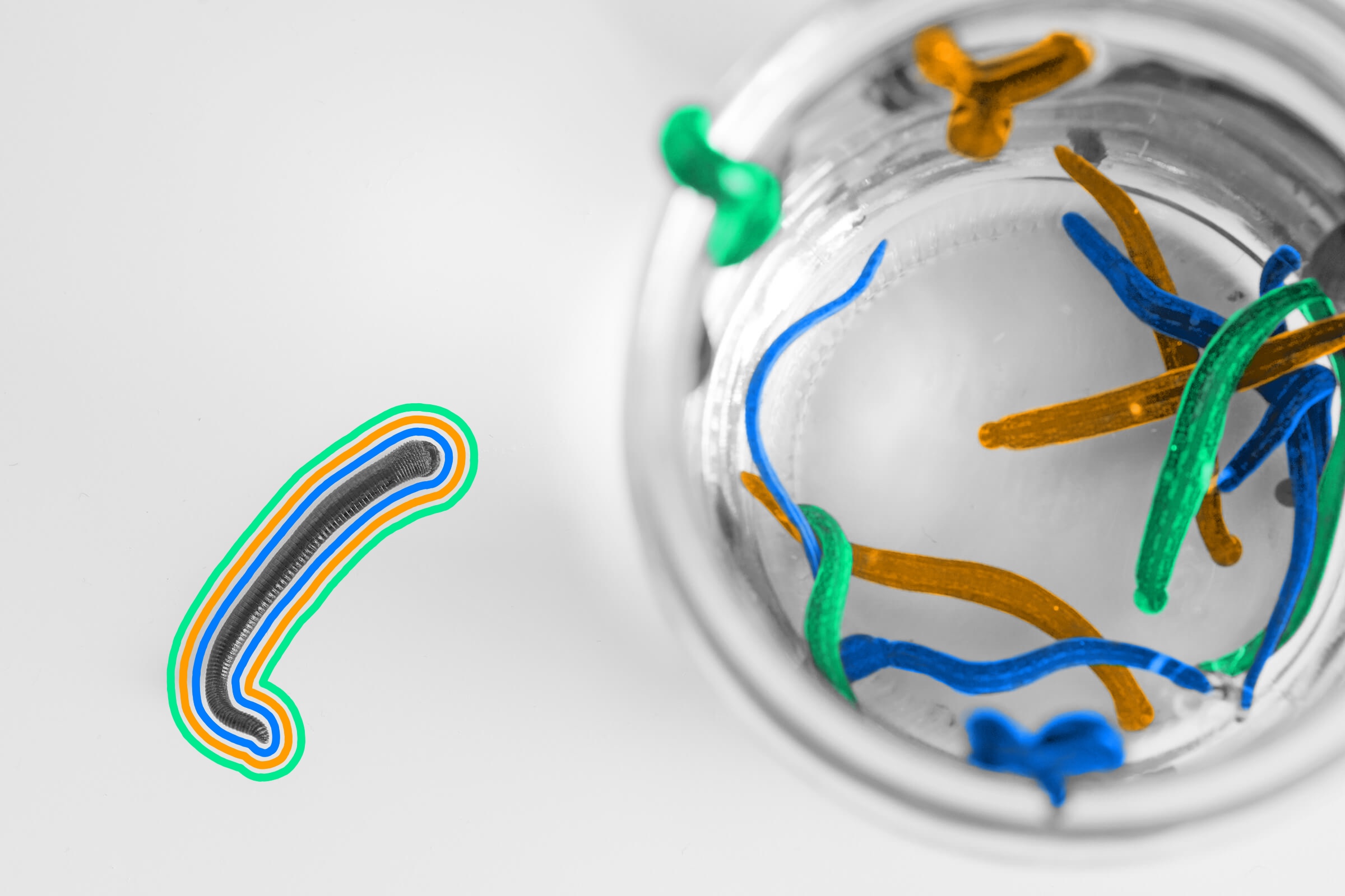 Leeches have 32 brains.