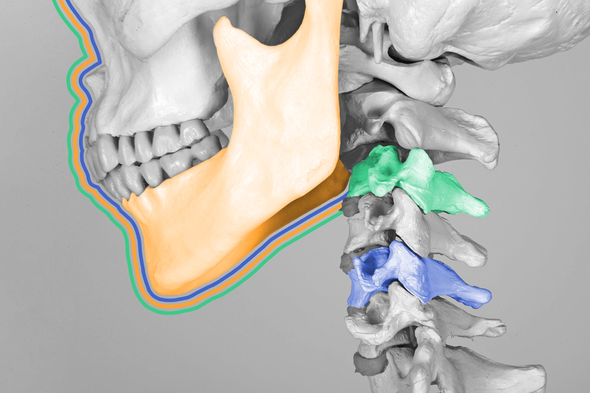 Humans are the only animals with true chins.