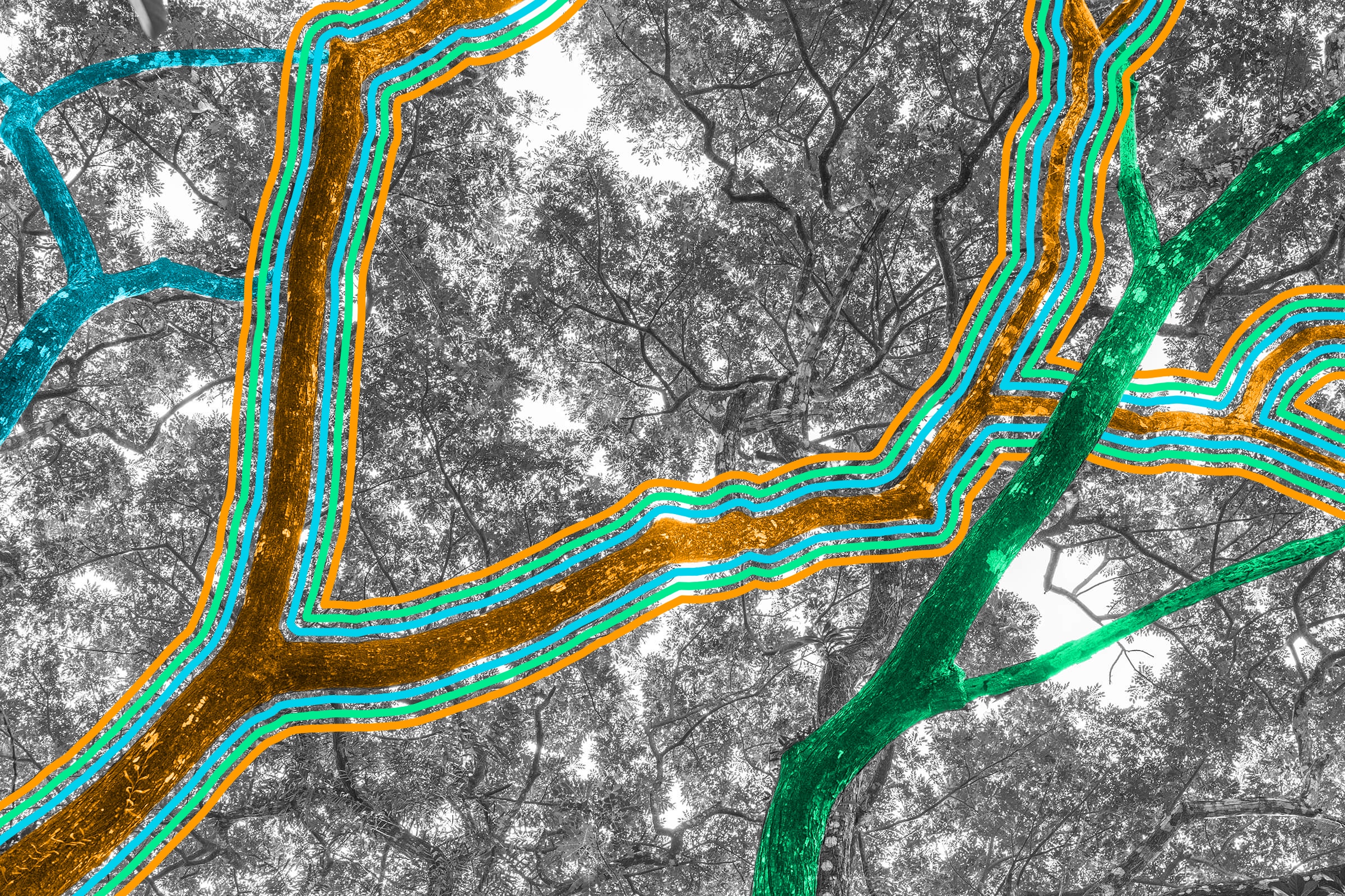 Melbourne, Australia, gave email addresses to 70,000 trees.