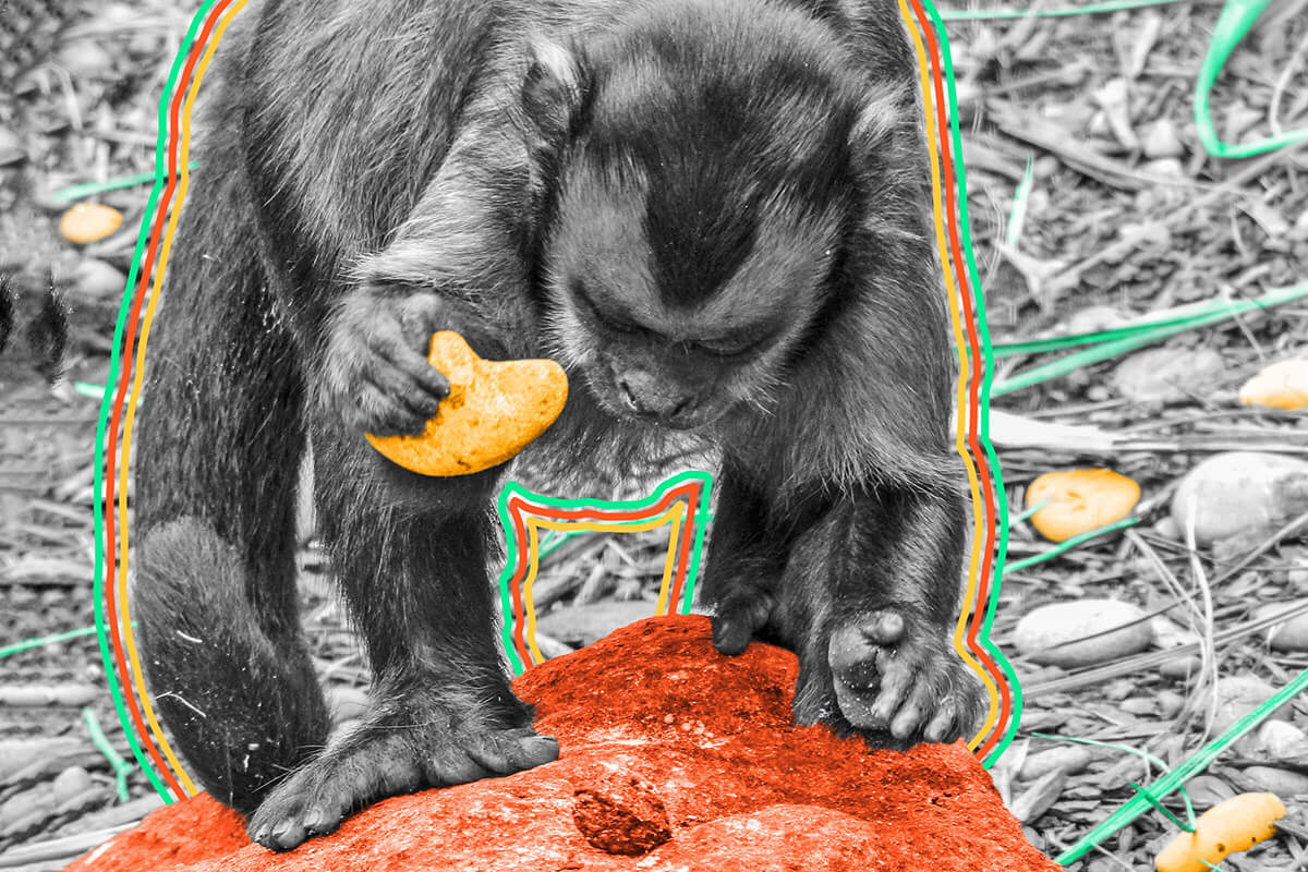 Monkeys have been using stone tools for thousands of years.