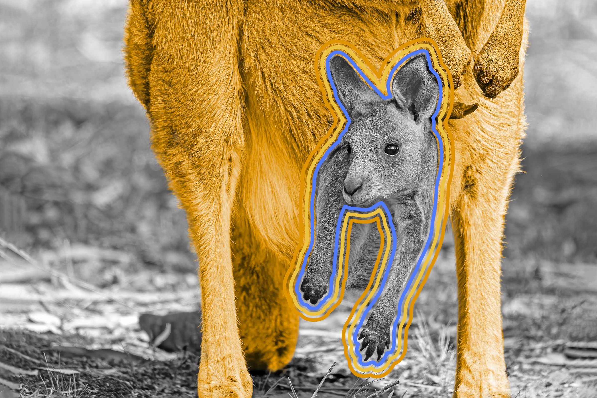 Newborn red kangaroos are less than an inch long.