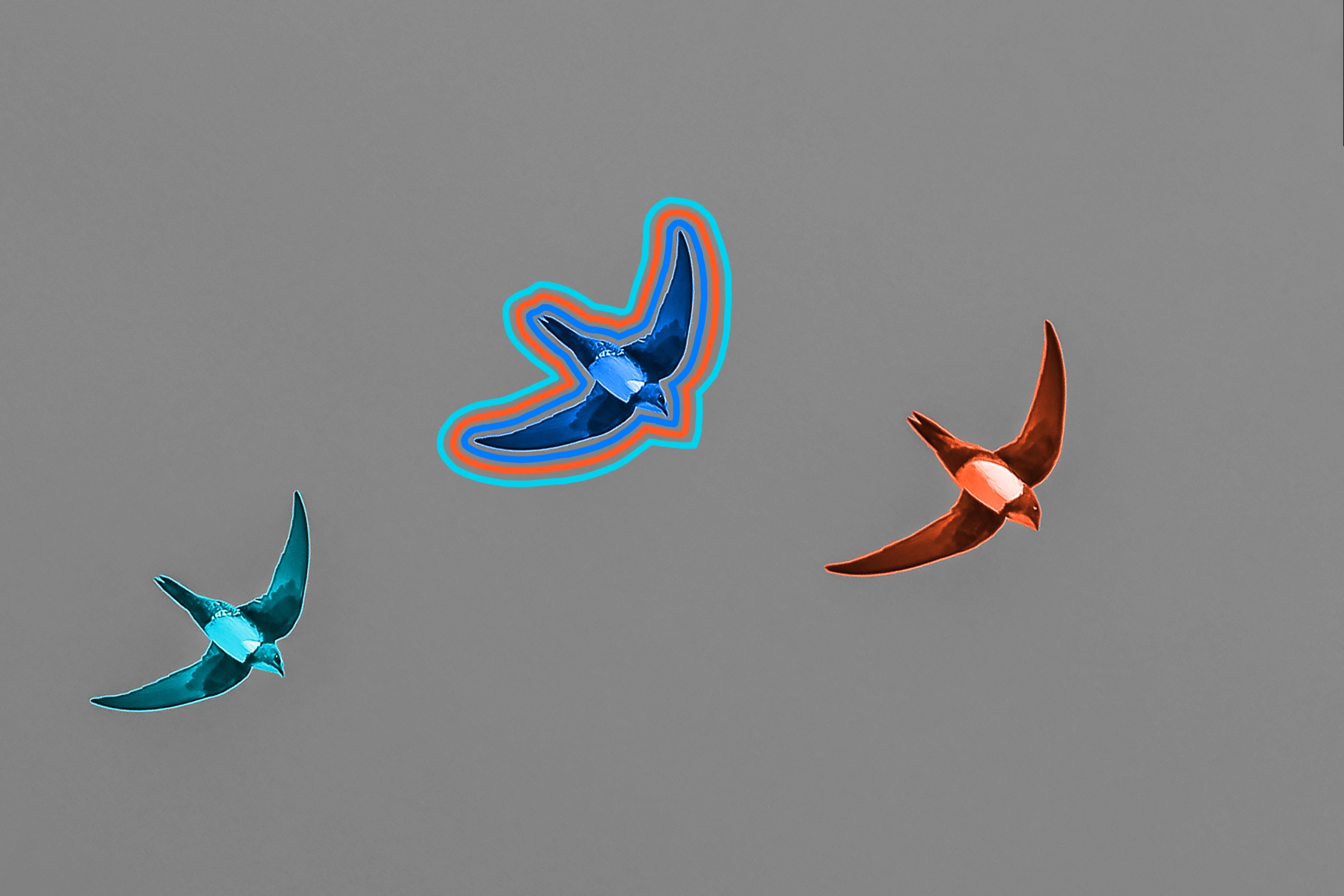 Alpine swifts can remain in flight for 200 days.