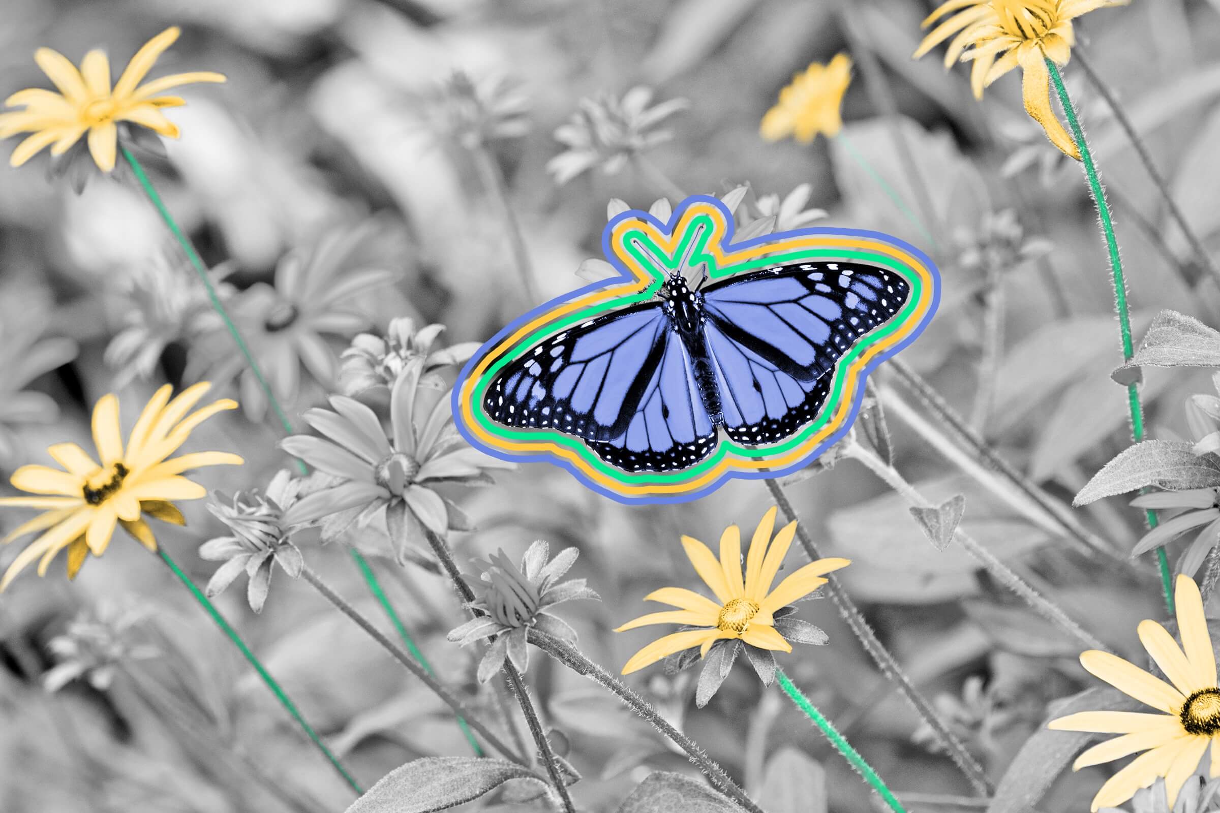 Butterflies taste through their feet.
