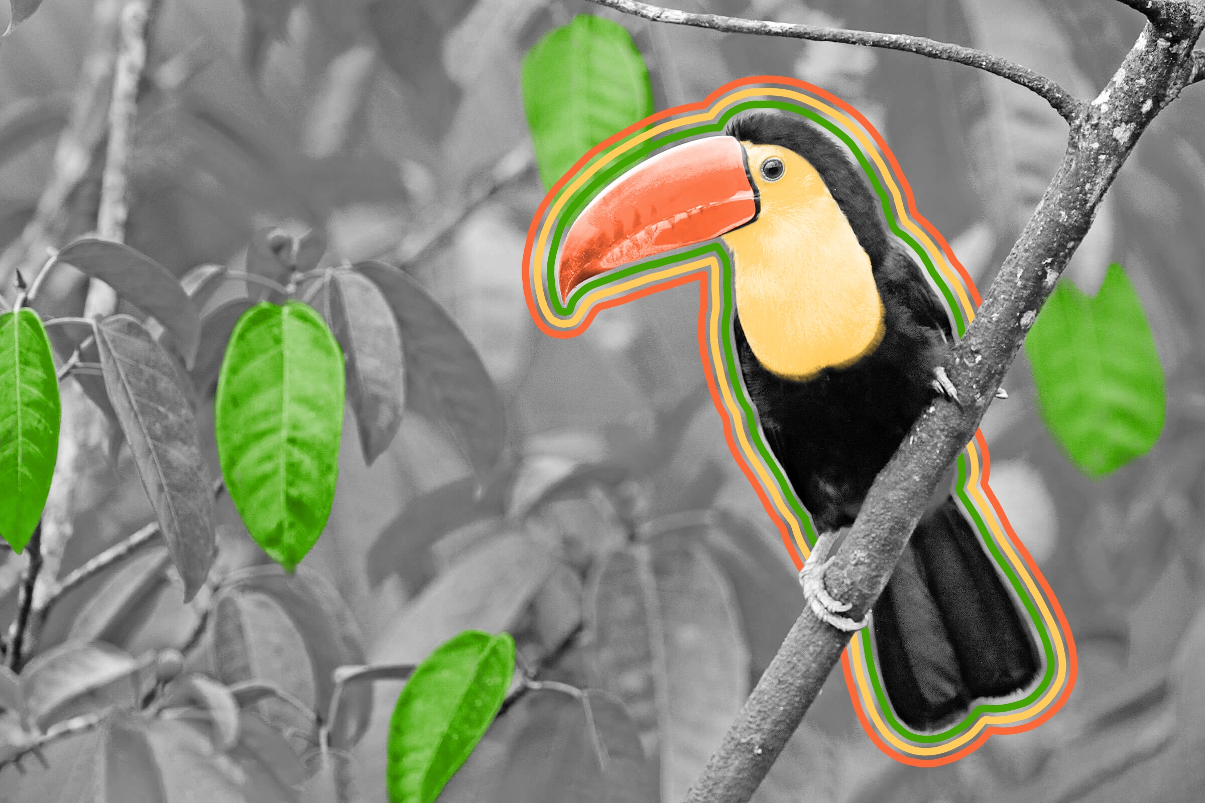 Colombia has more bird species than any other country.
