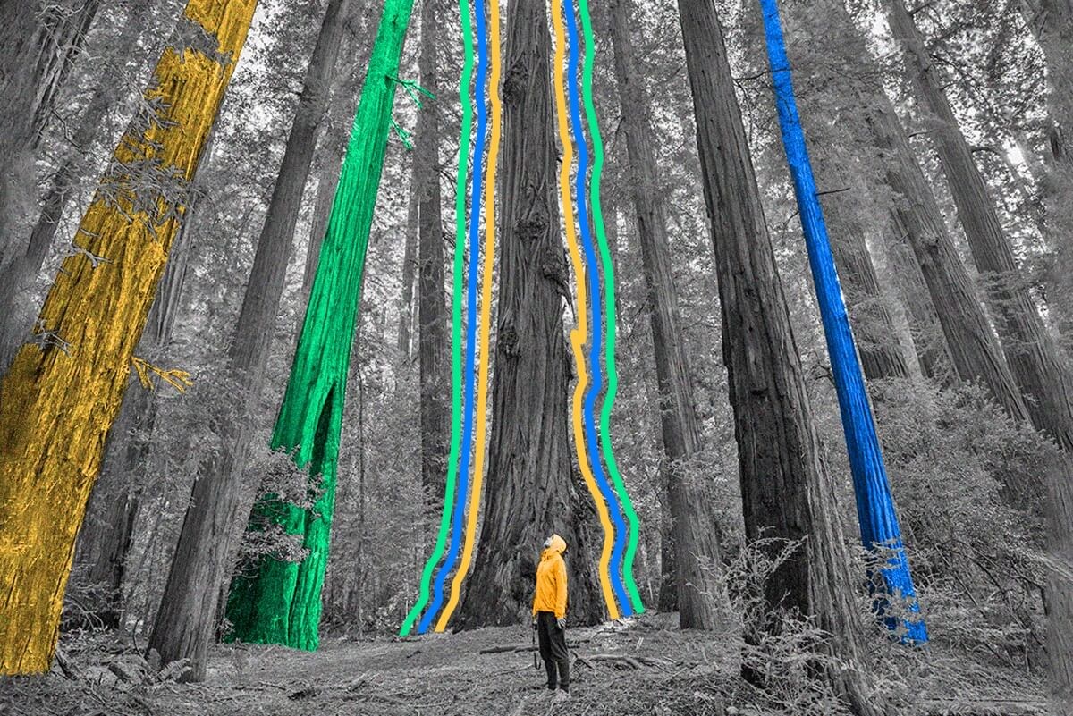 Coast redwood trees are the tallest beings in the world.