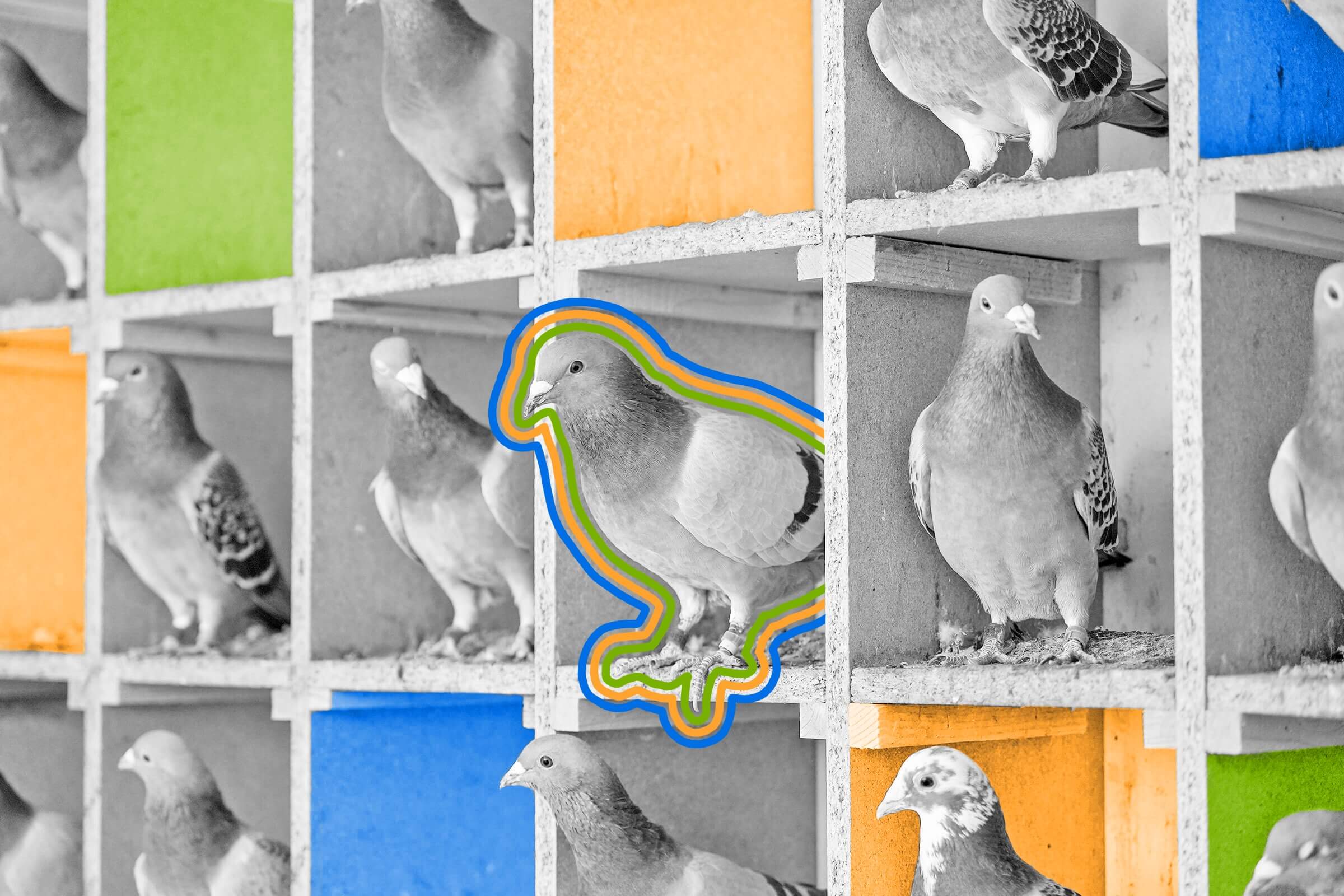 Police in India still use pigeons to relay messages.