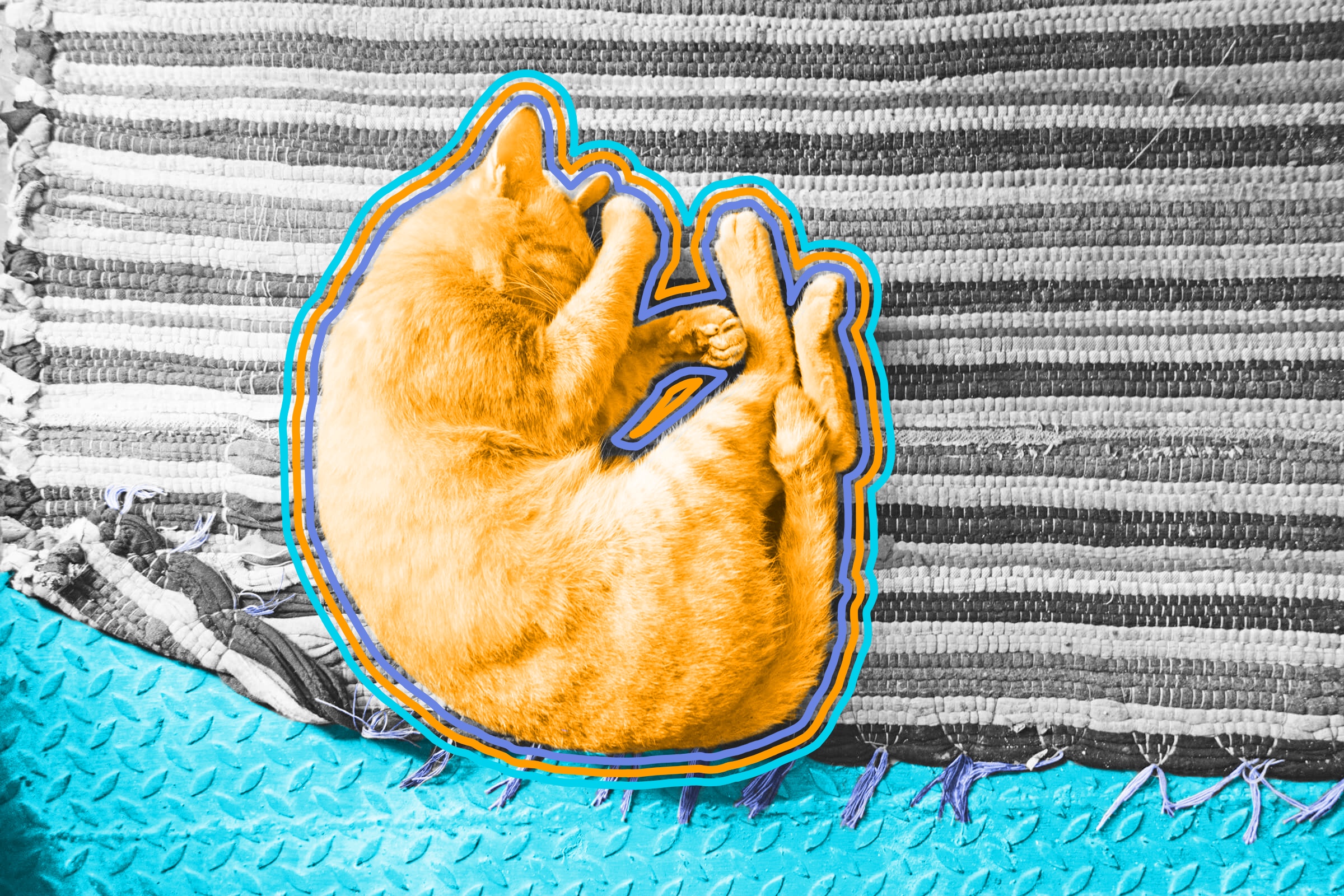 Cats aren’t nocturnal.