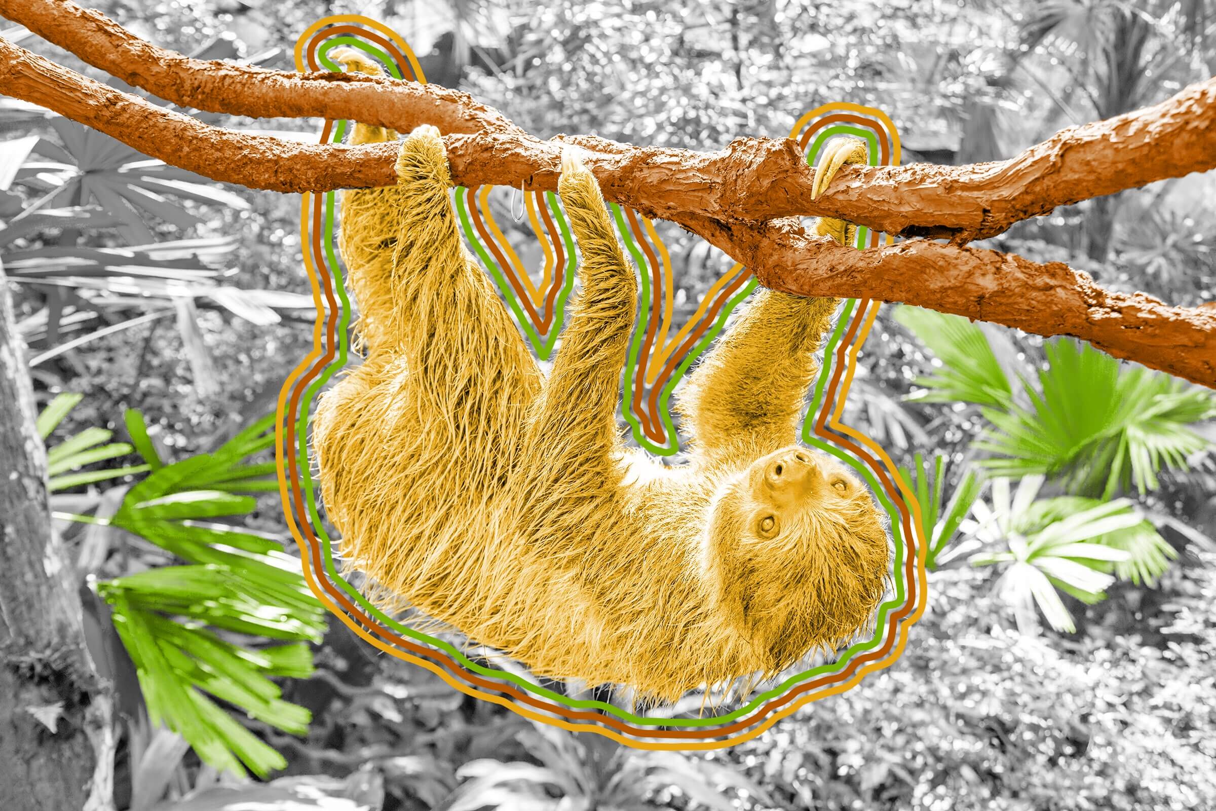 Sloths can hold their breath longer than dolphins can.