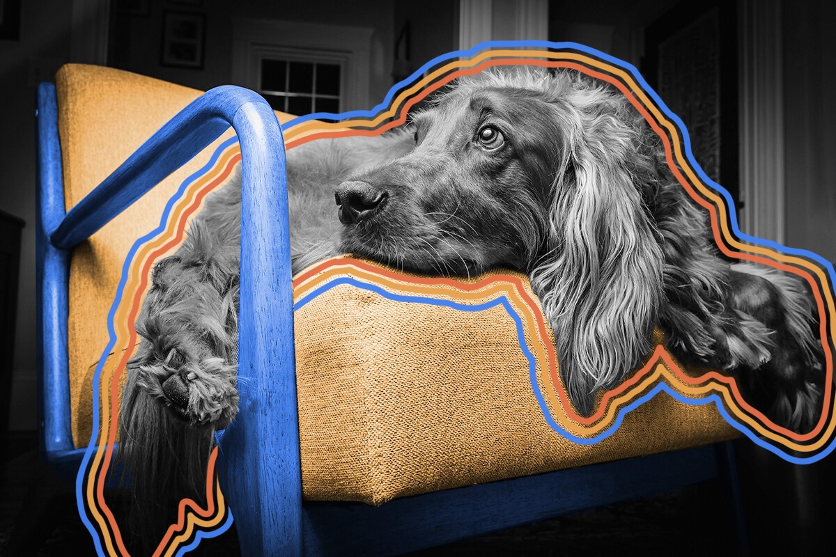 John Steinbeck’s dog ate the first draft of ‘Of Mice and Men.’