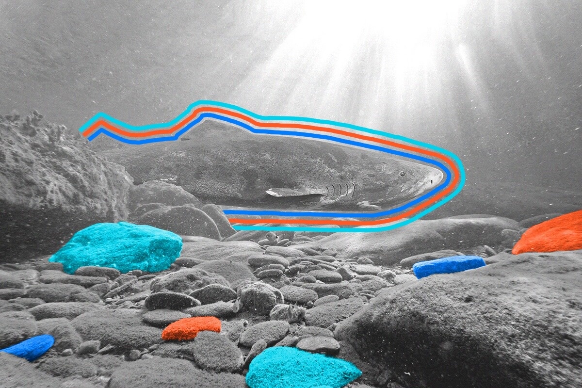 There are probably Greenland sharks alive right now that are older than the United States.