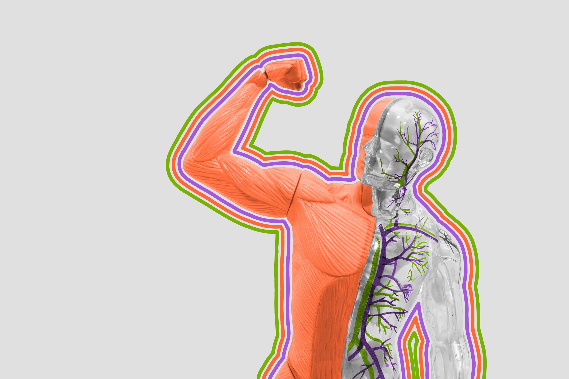 The human circulatory system is more than 60,000 miles long.