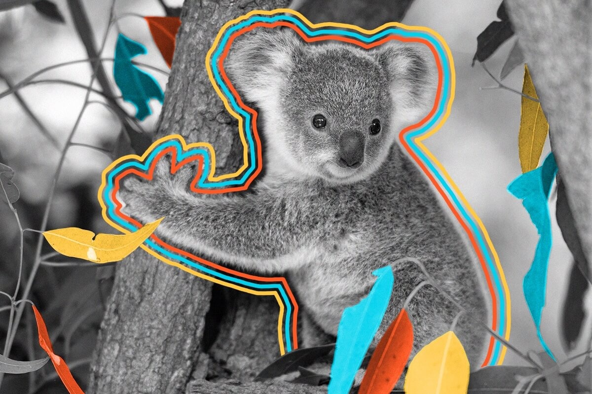 Koala fingerprints are almost indistinguishable from those of humans.
