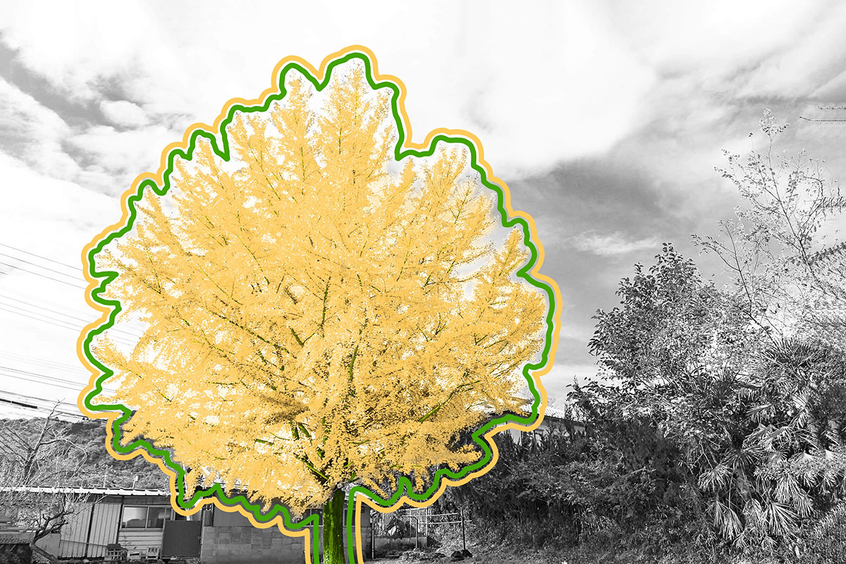 There were ginkgo trees on Earth before the dinosaurs.