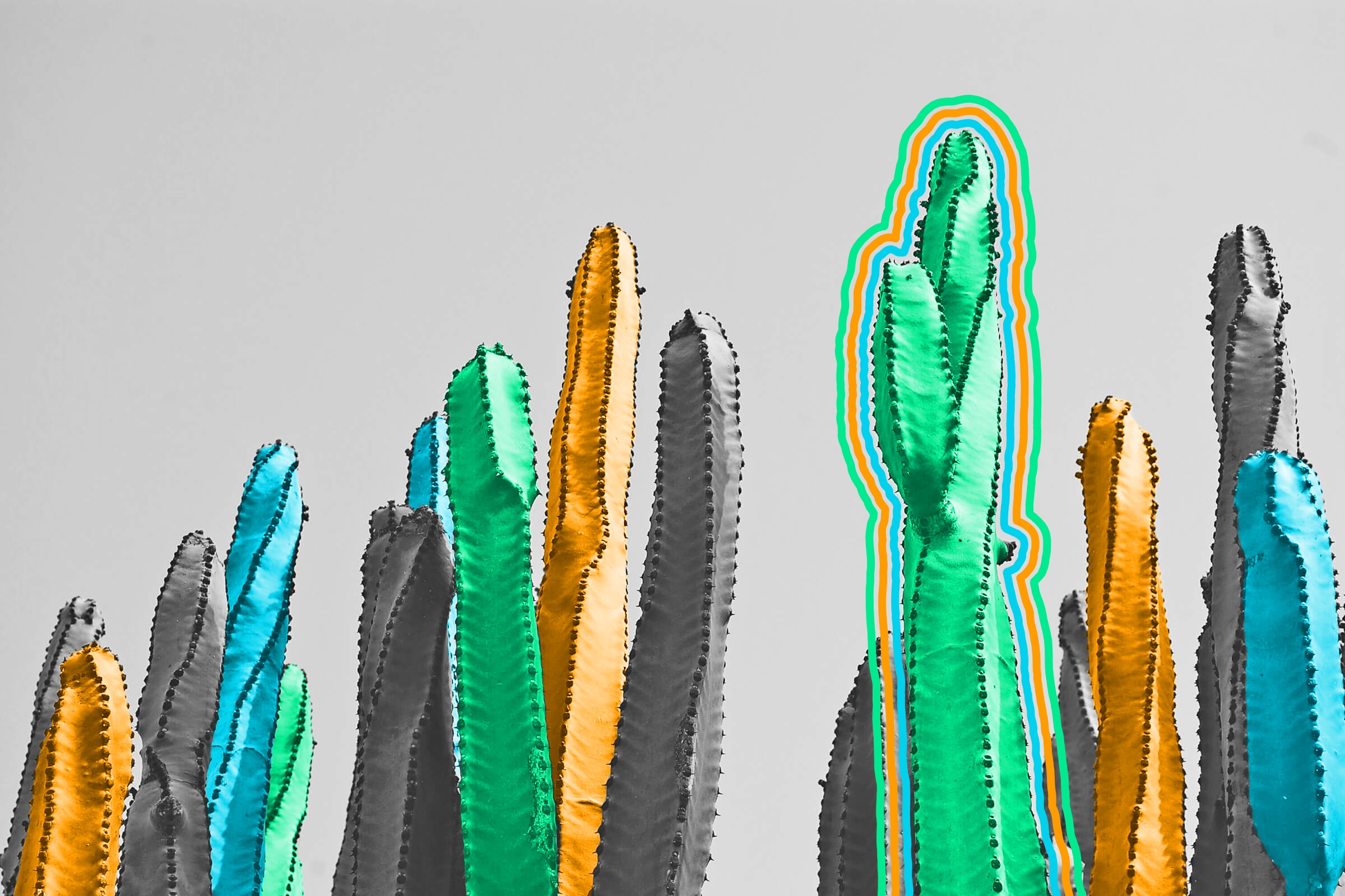 There’s only one species of cactus found wild outside the Americas.