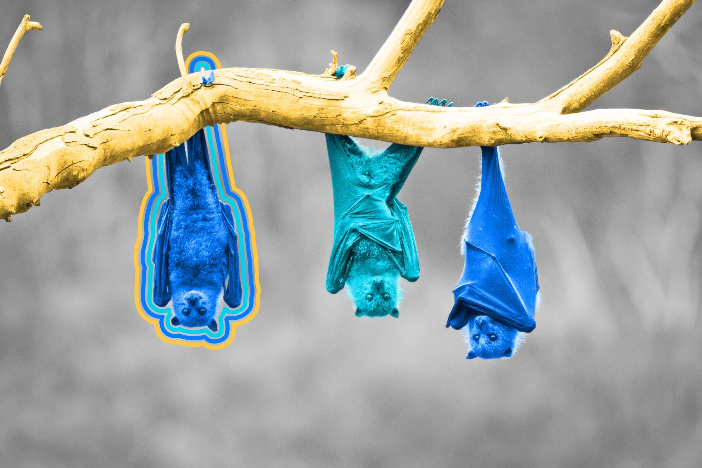 Bat species make up 21% of all mammals.