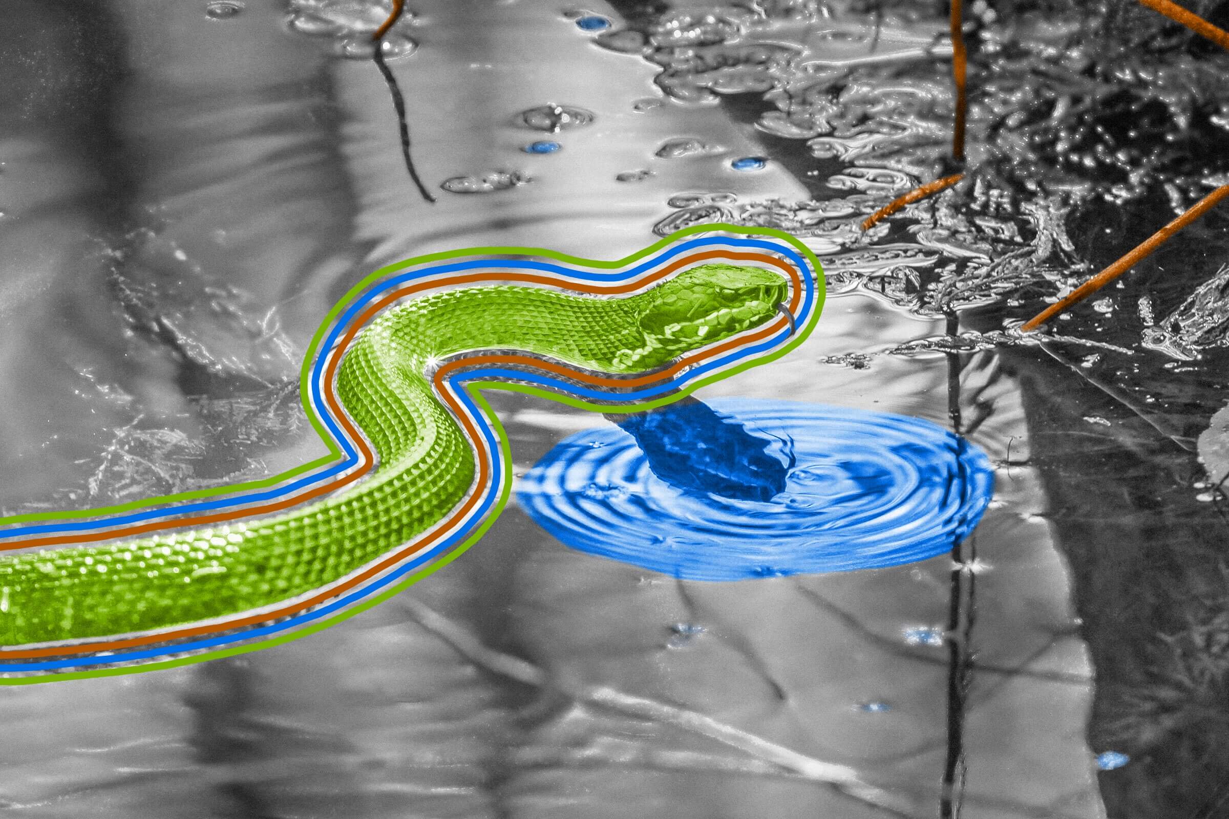 All snakes can swim.