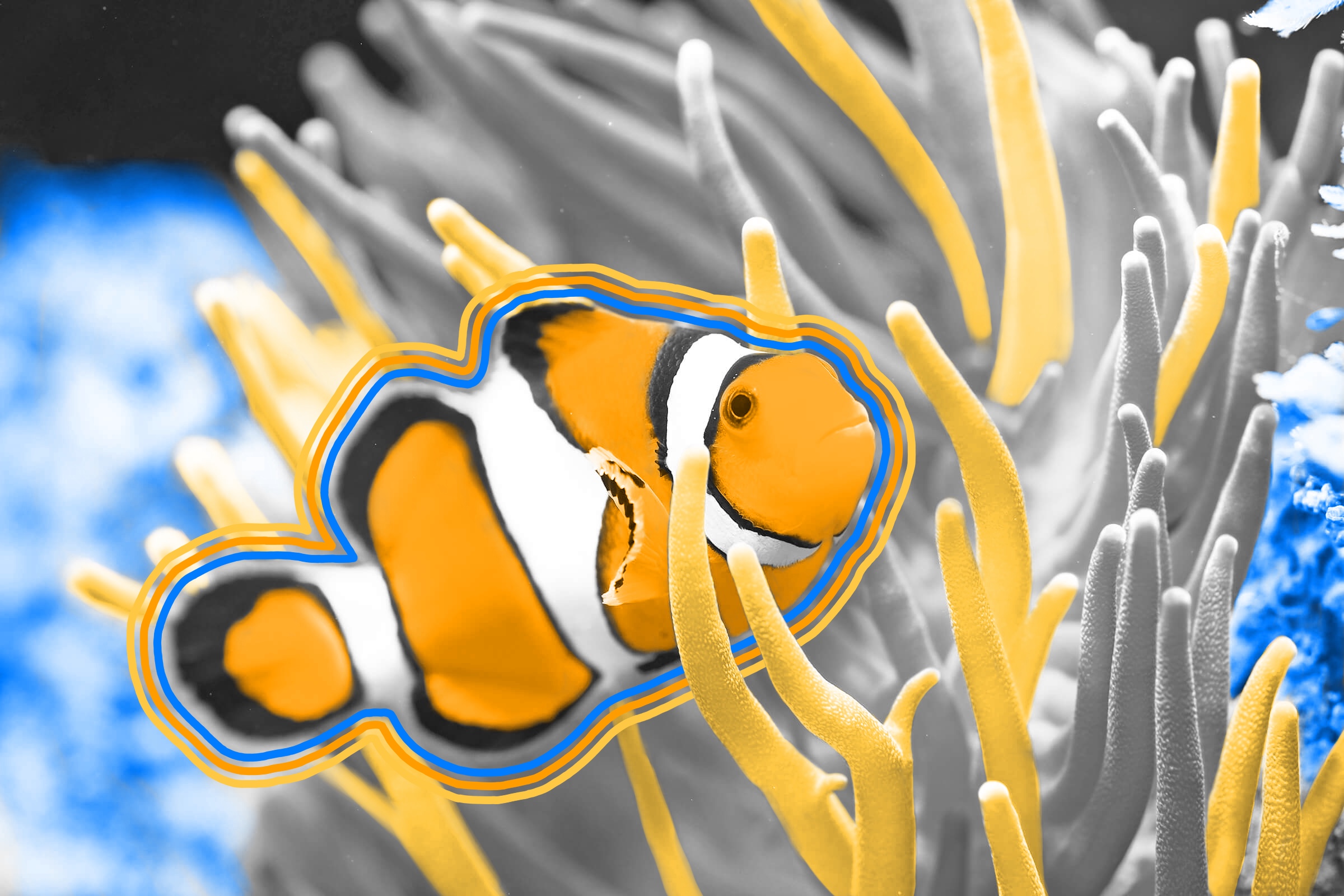 All clownfish are born male.