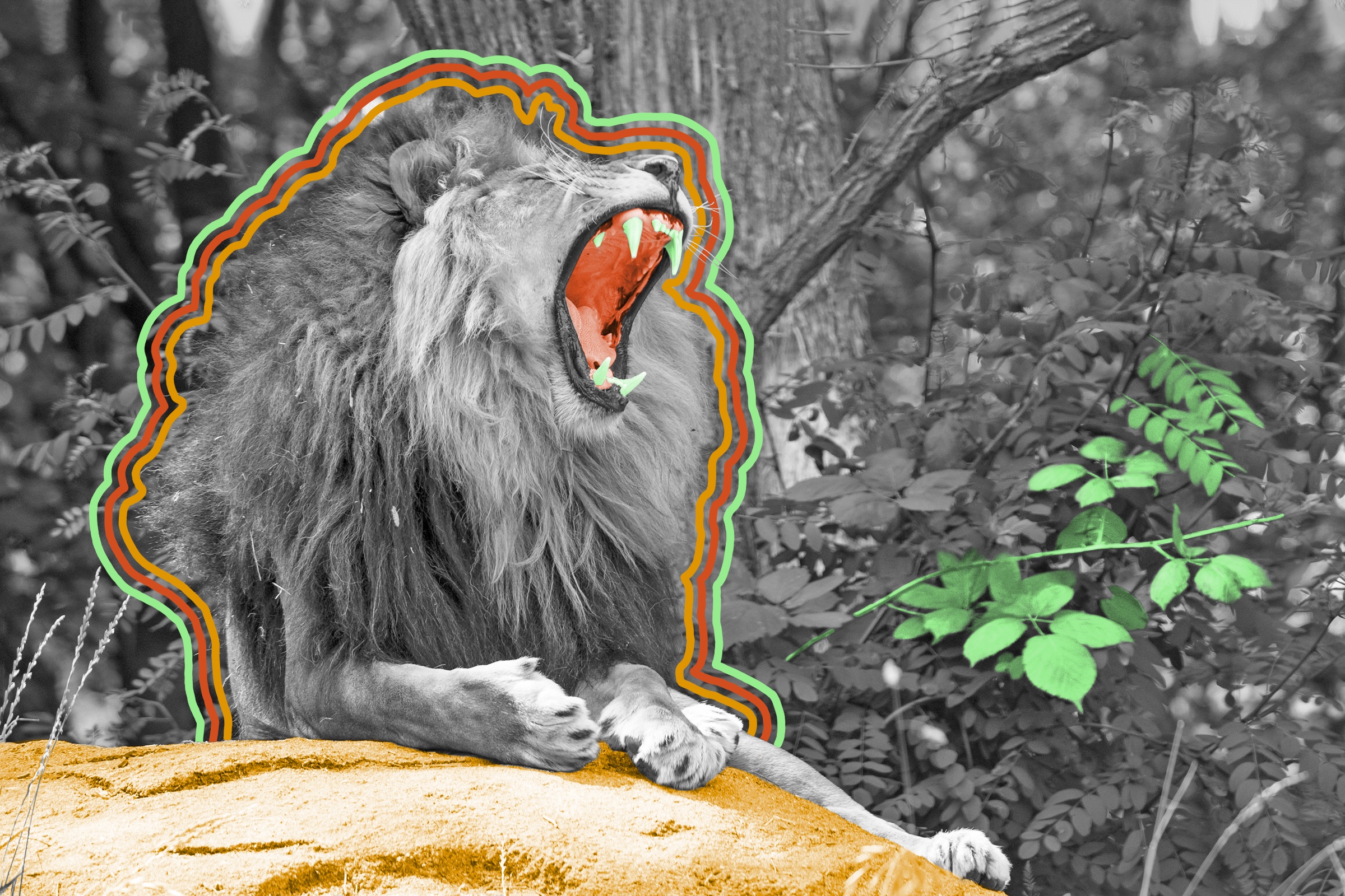 A lion’s roar can be heard from more than 5 miles away.