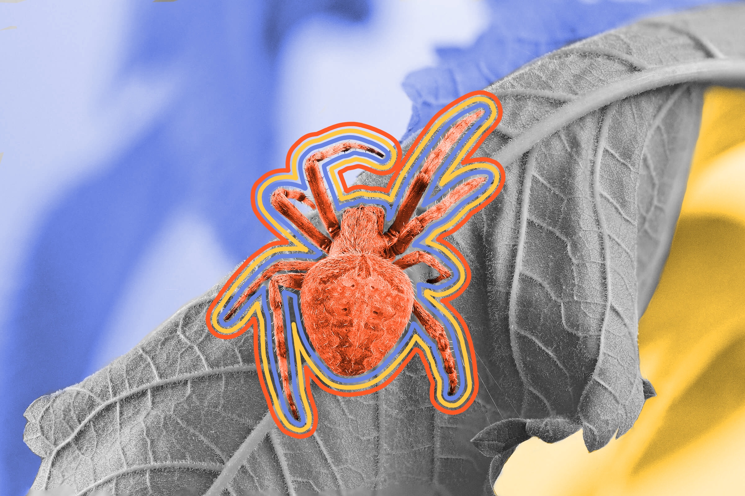 Scientists think there may be 50,000 more spider species left to discover.