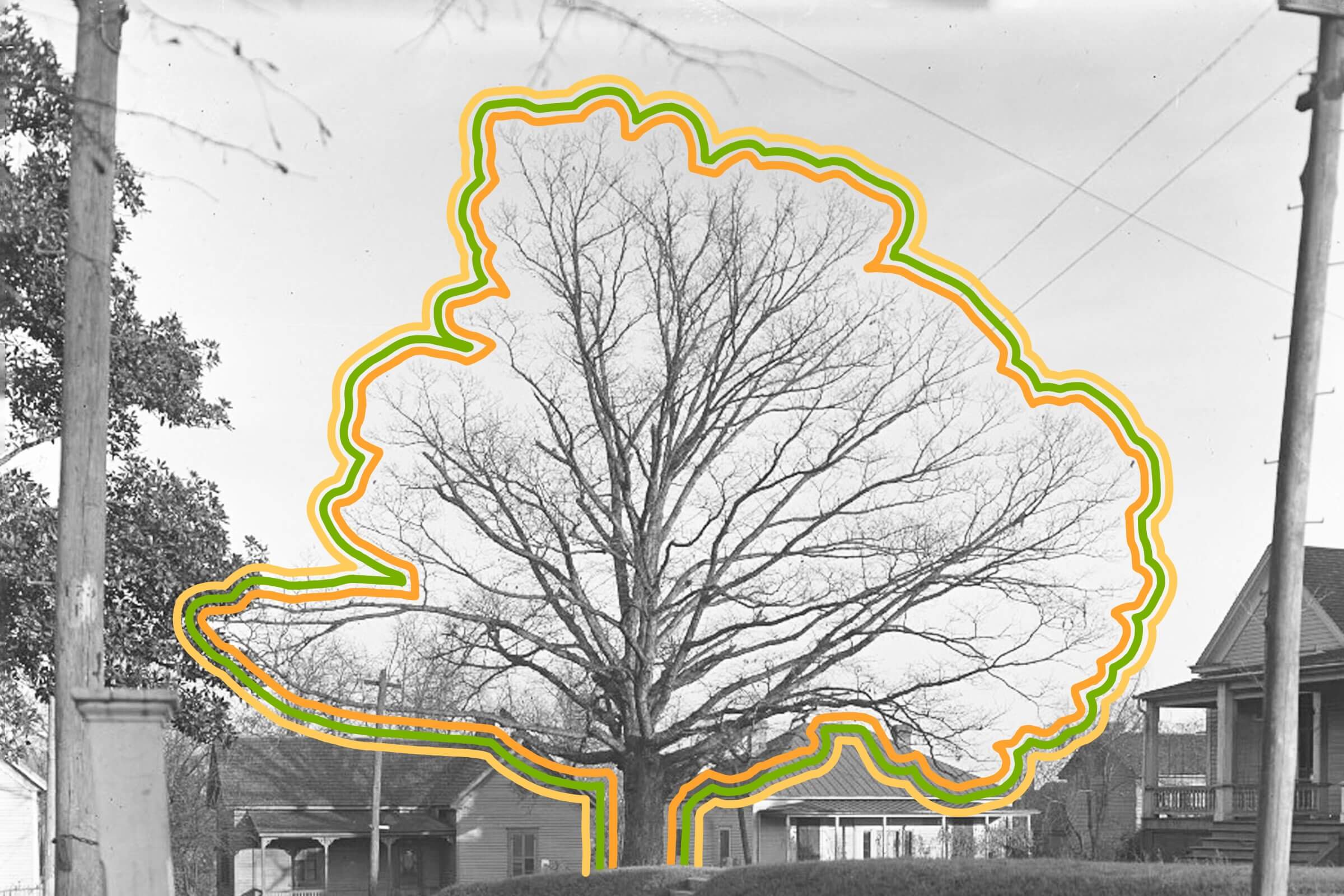 There’s a tree in Georgia that owns itself.