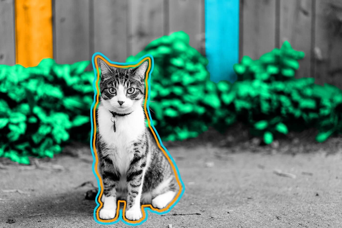 Cats can be allergic to people.