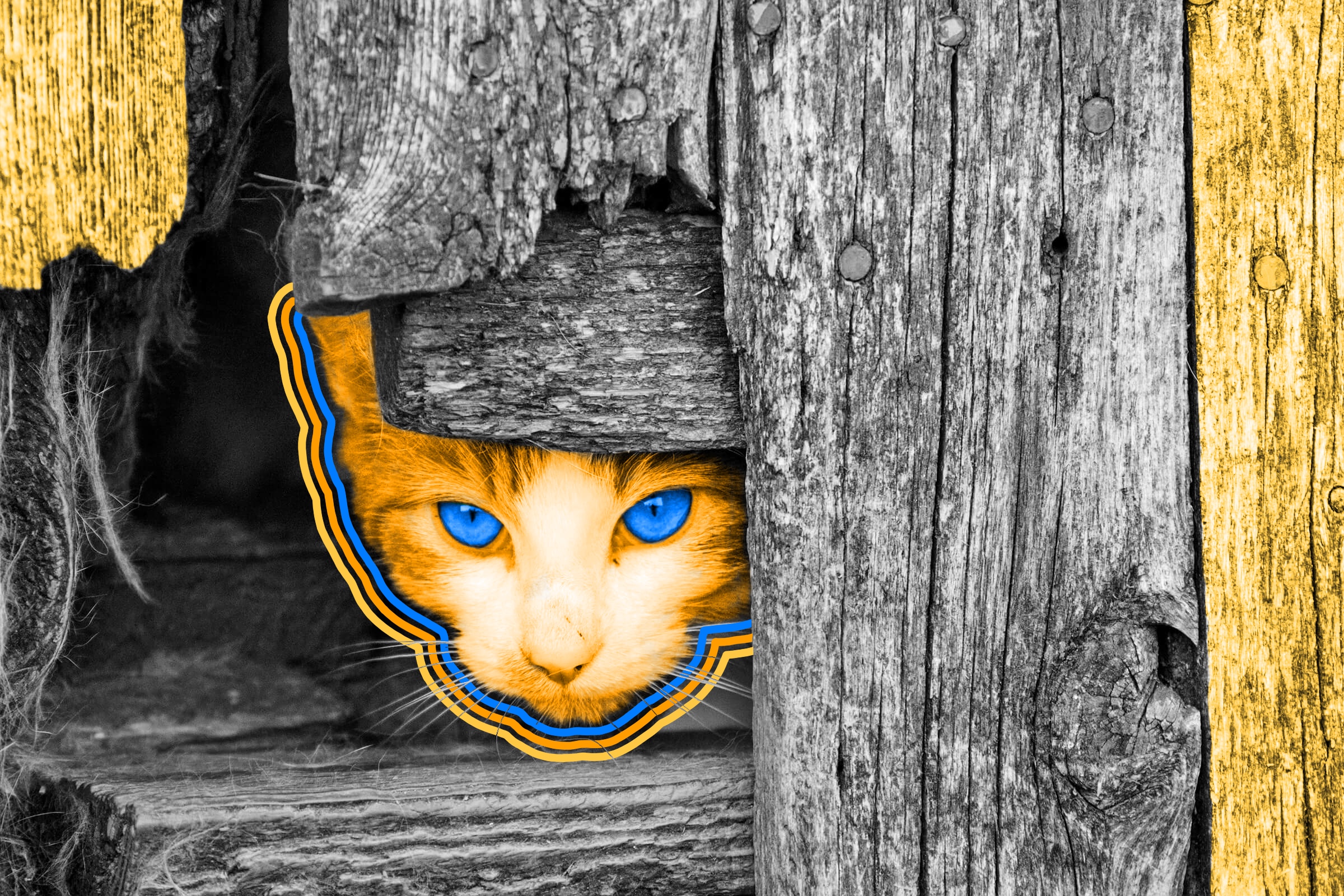 About 200 feral cats roam Disneyland, where they help control rodents.