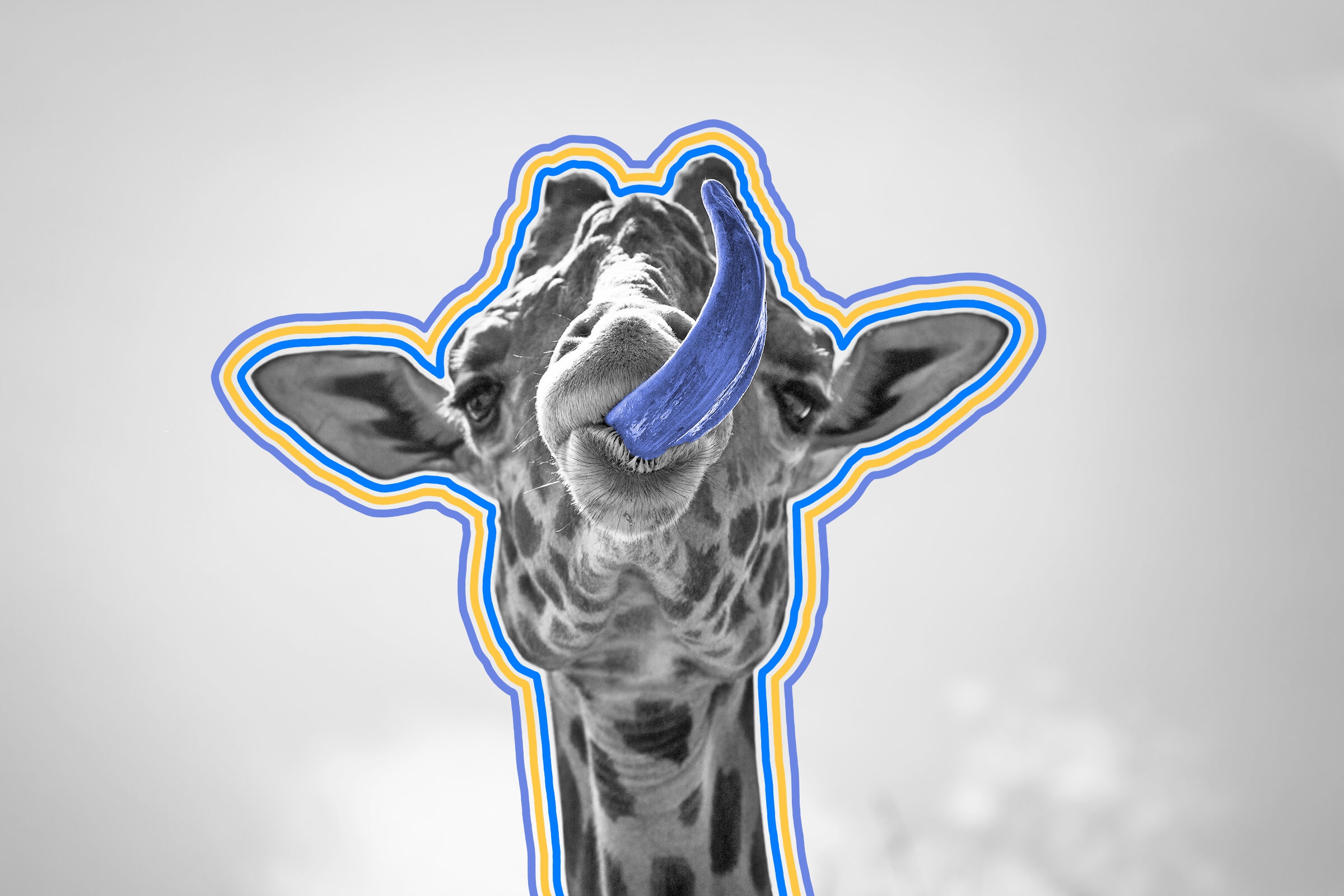 Giraffes have purple tongues.