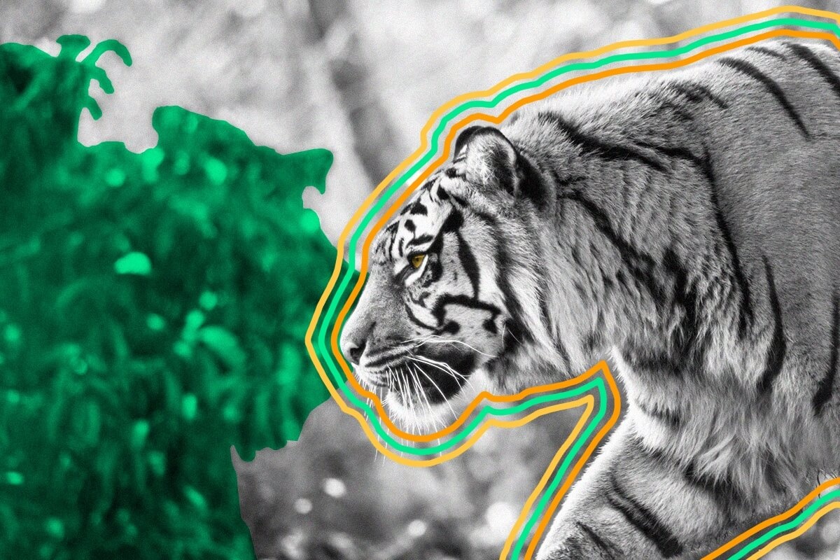 The pattern of every tiger’s stripes is unique.