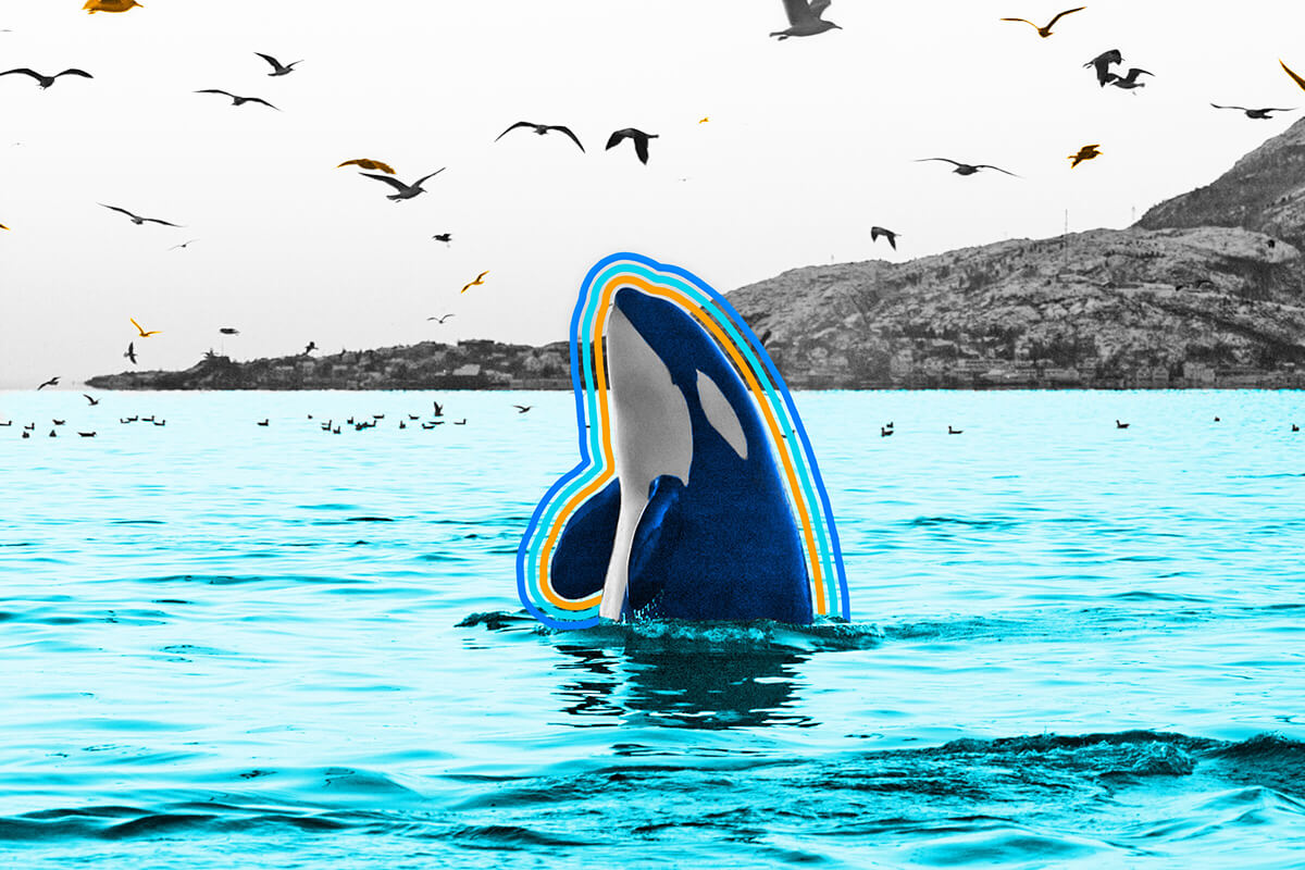 Killer whales are actually dolphins.