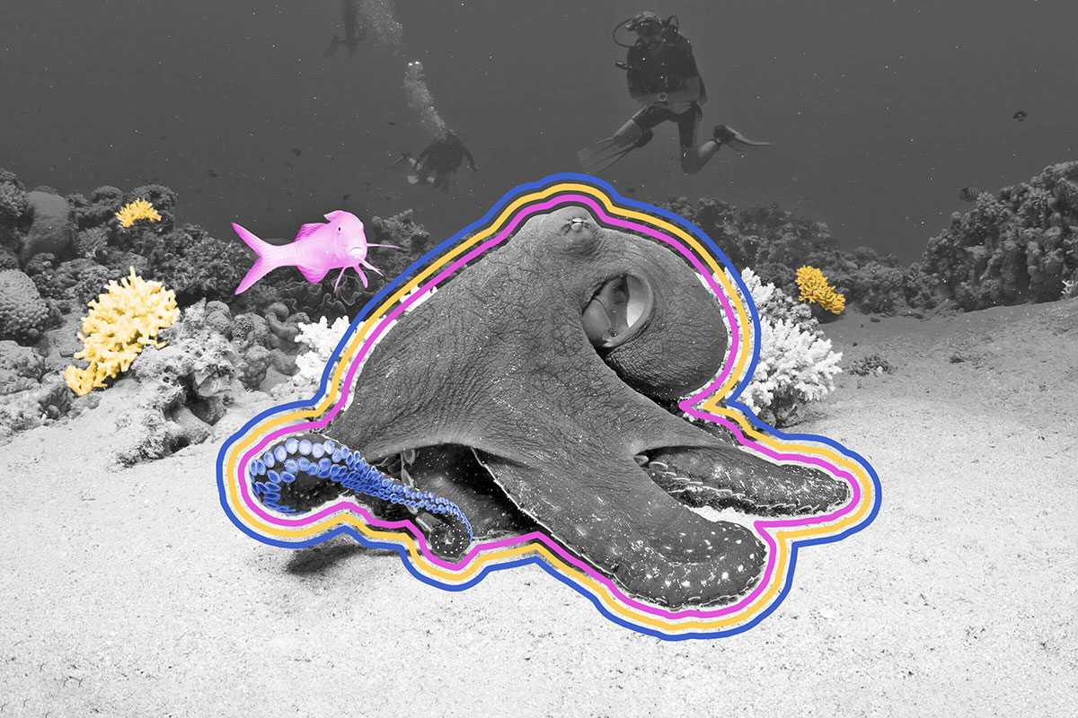 Octopuses don’t have tentacles; they have arms.