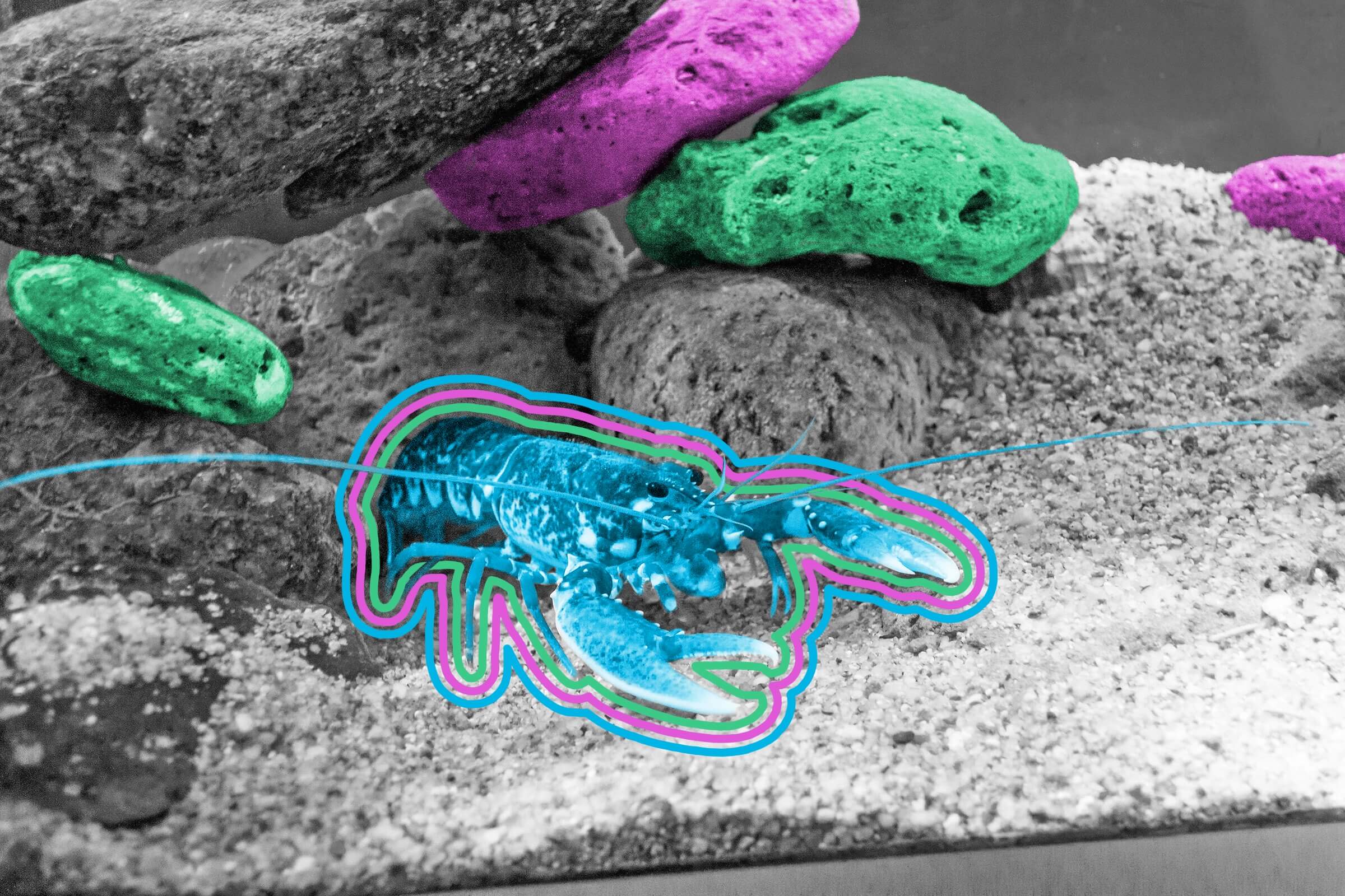 The odds of finding a blue lobster are 1 in 2 million.