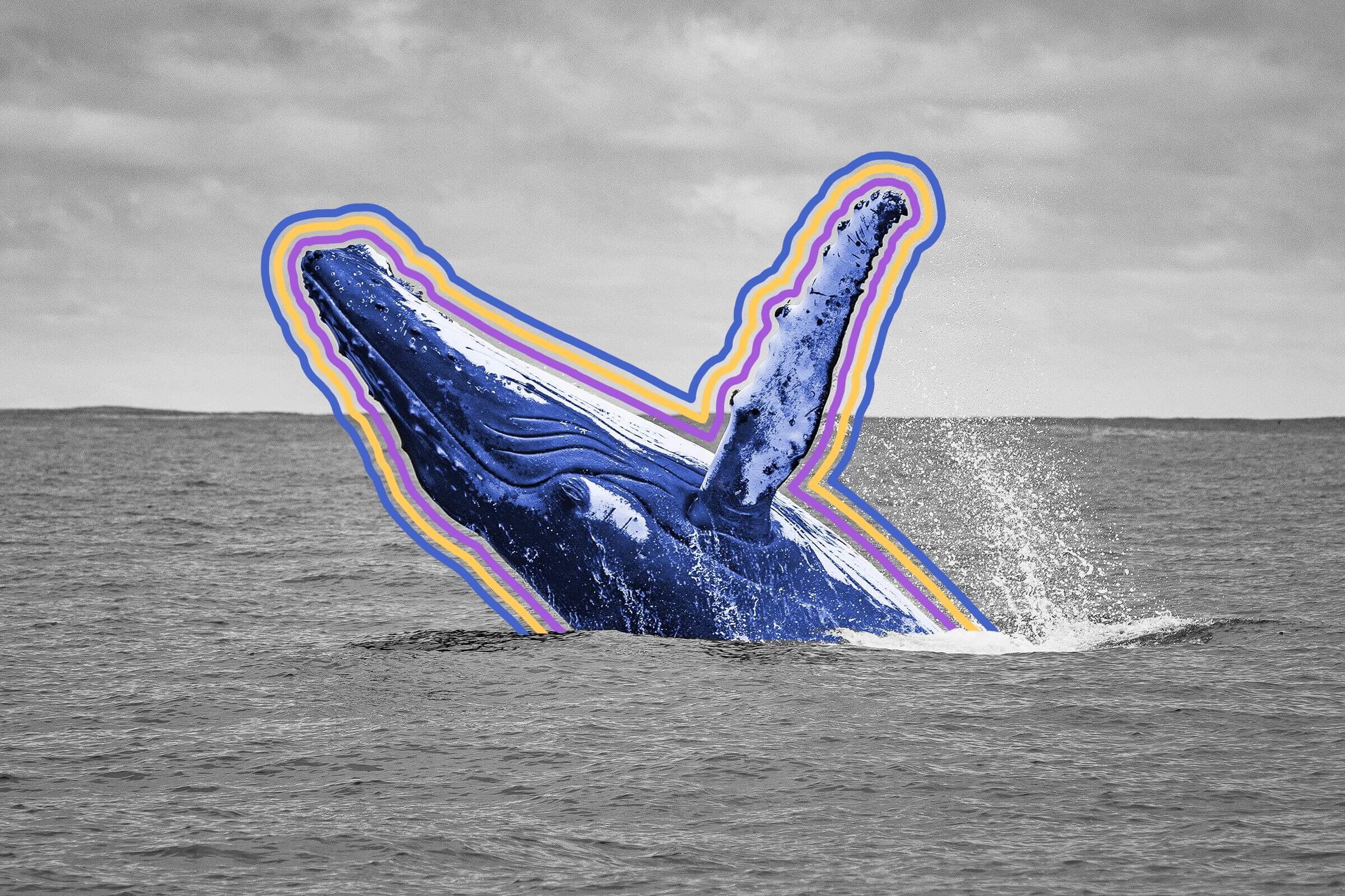 Dolphins and whales can only taste salt.