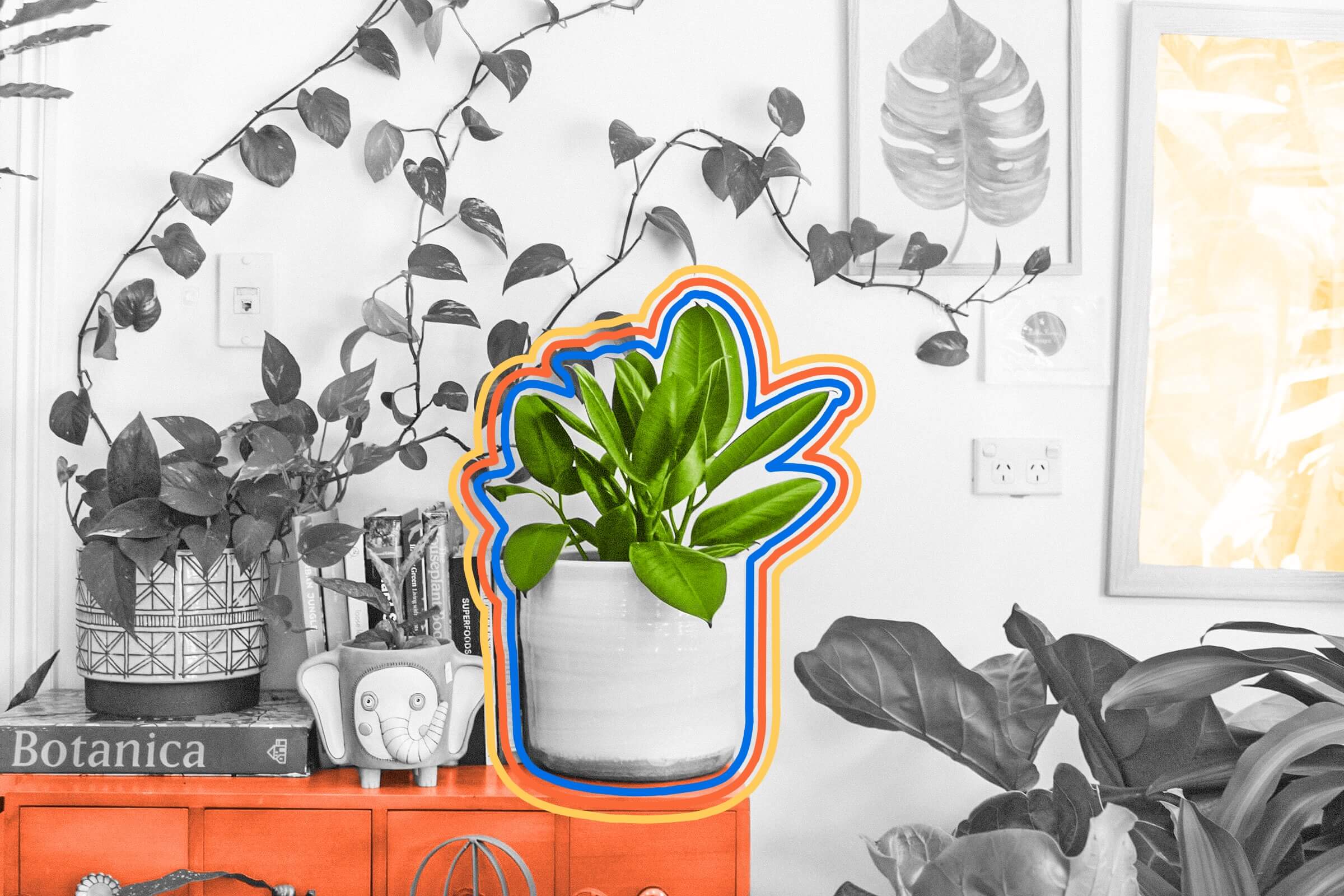 Plants make sounds when they’re stressed.