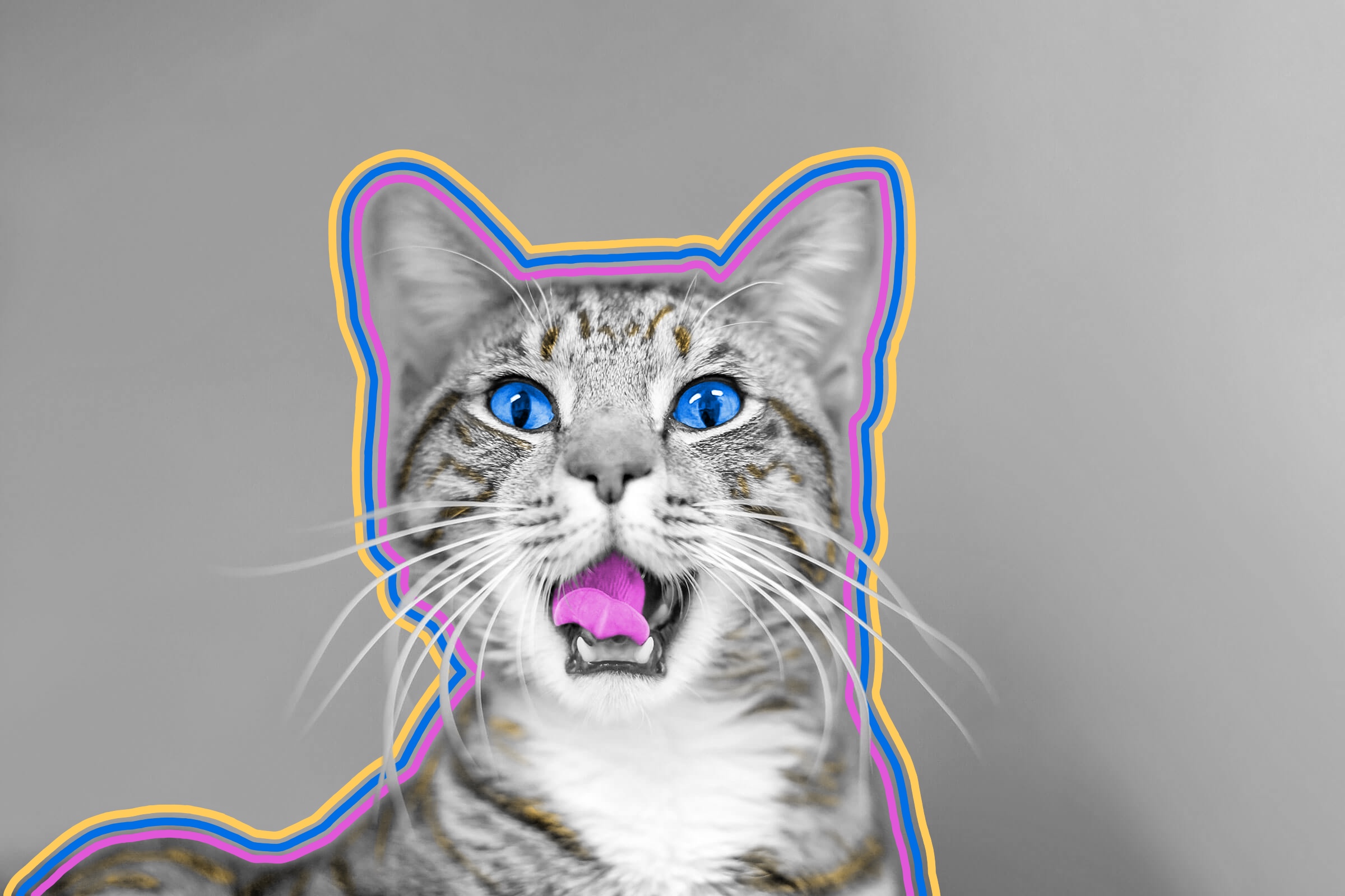 Cats can recognize their owners’ voices.