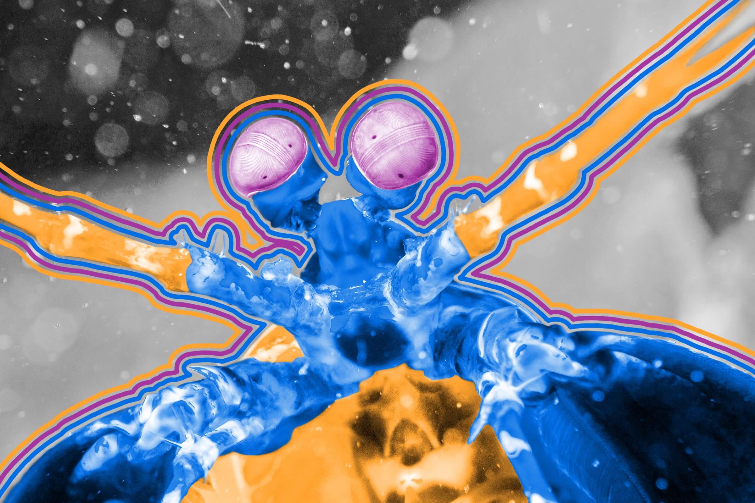 Mantis shrimp punch with as much force as a bullet.