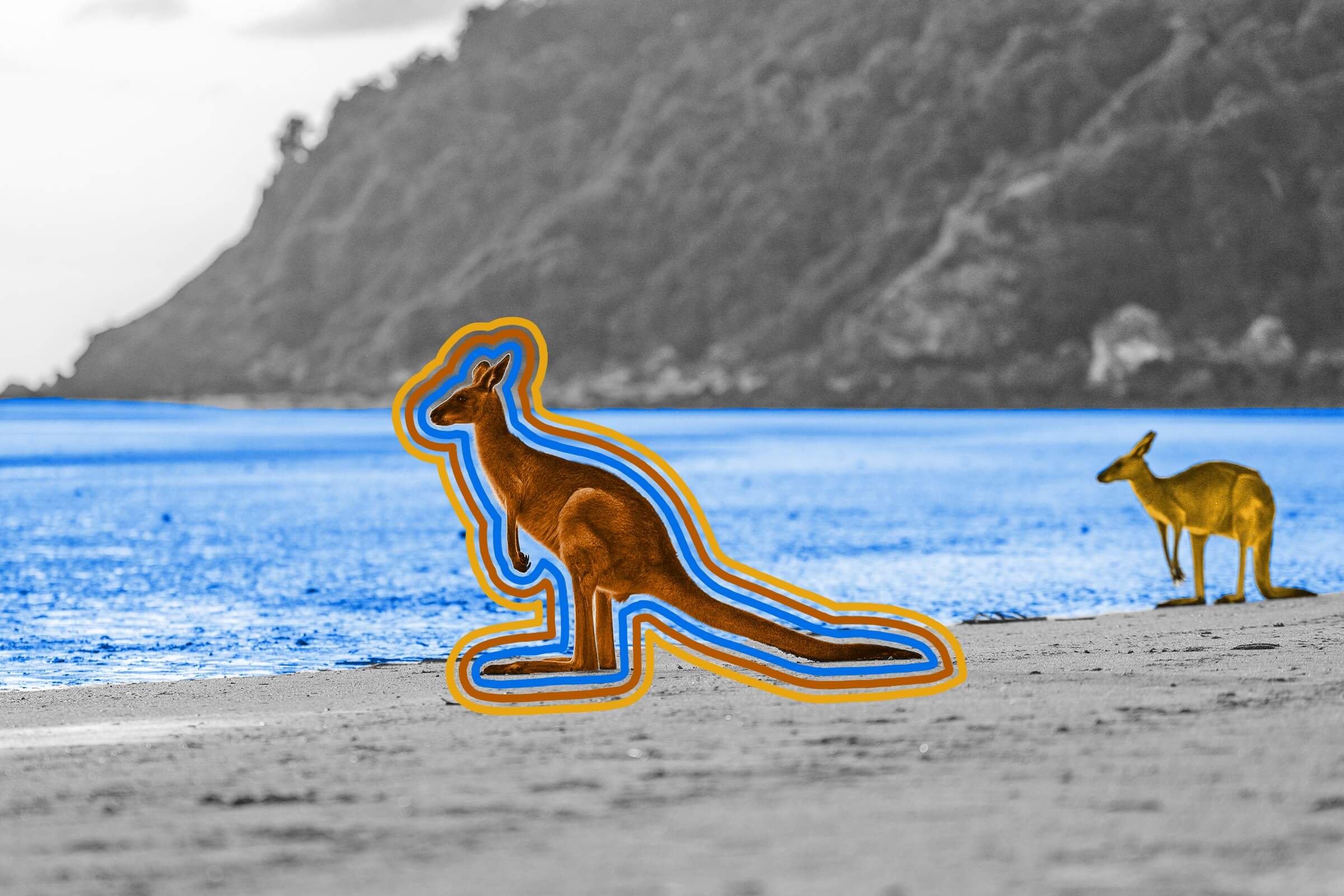 Kangaroos can’t walk backward.