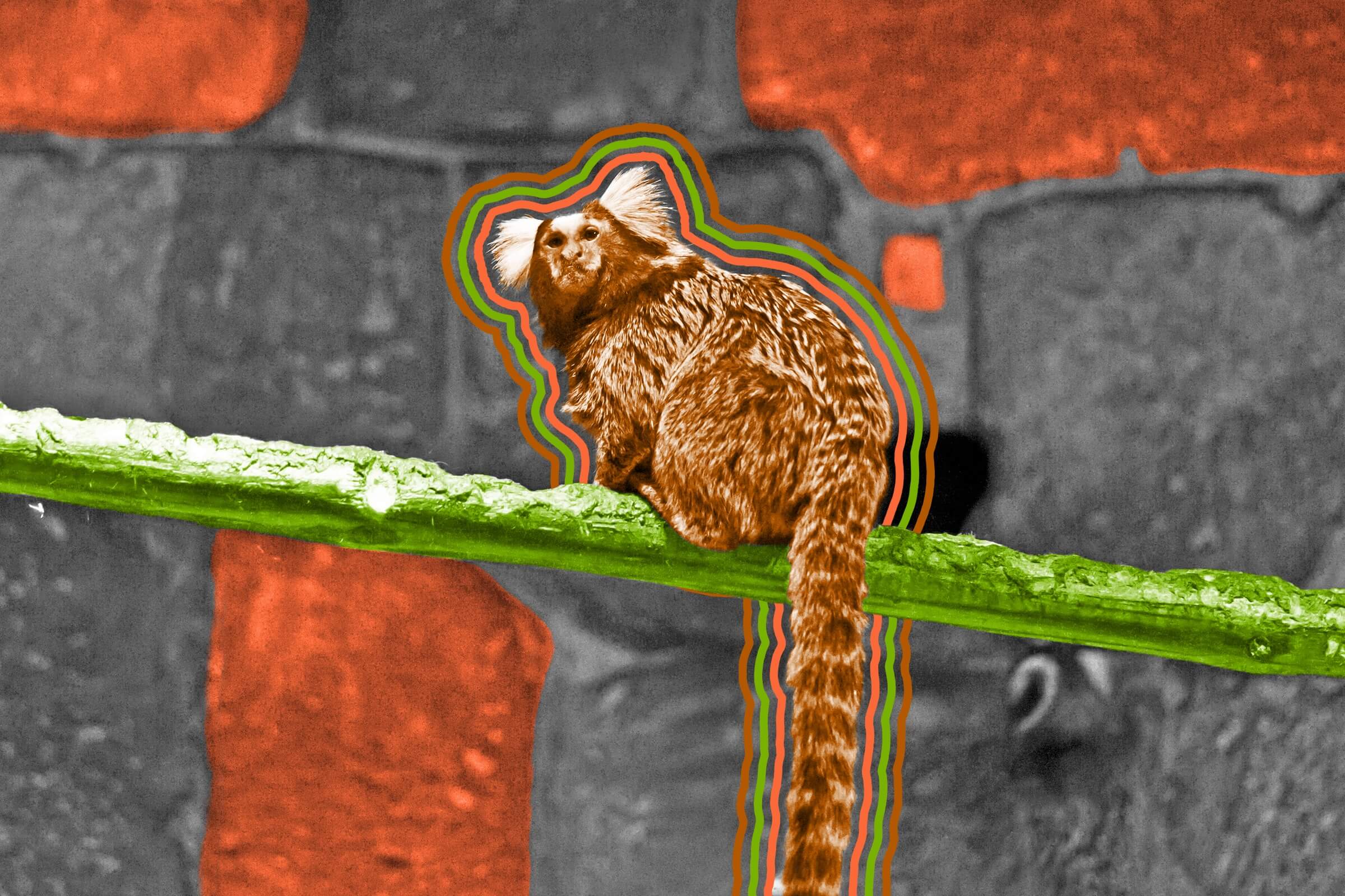 Marmosets call each other by name.