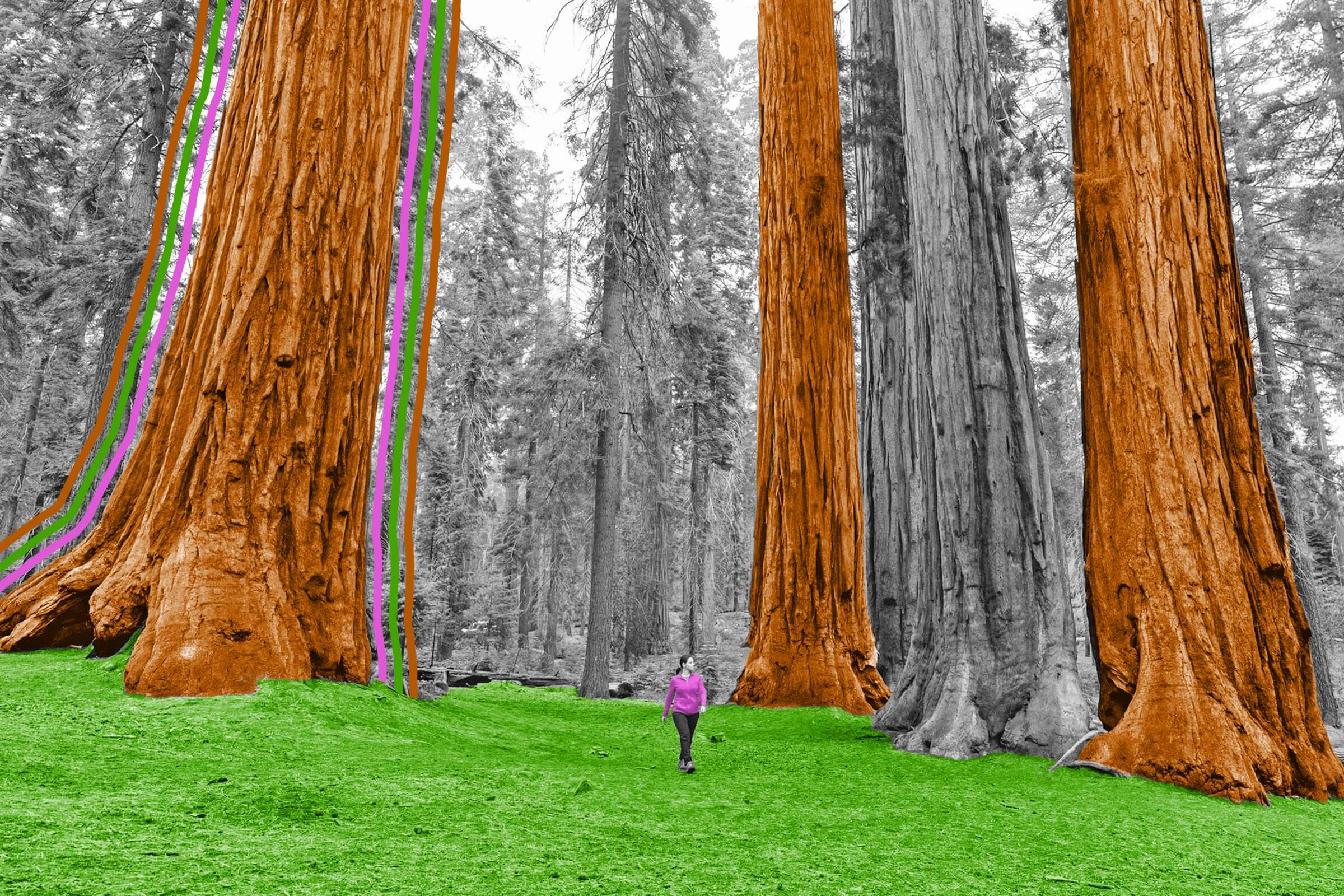 Woman walking alongside giant redwood trees