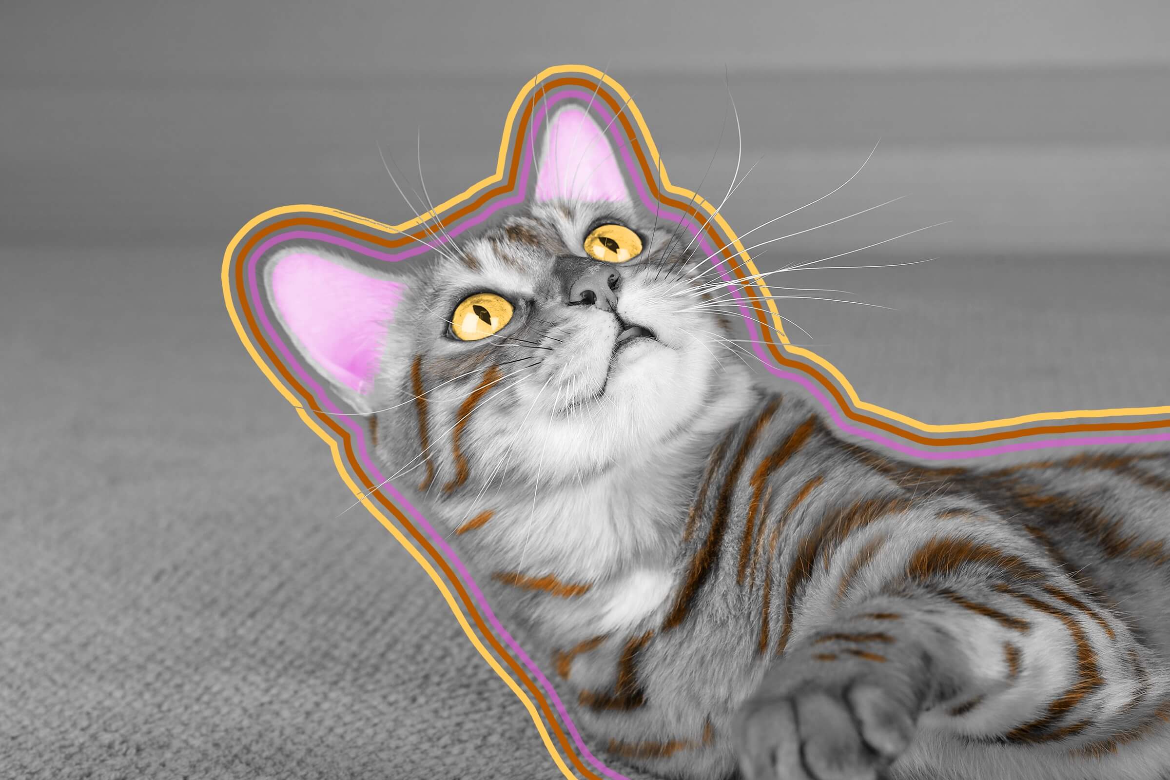 Cats can see UV light, which is invisible to humans.