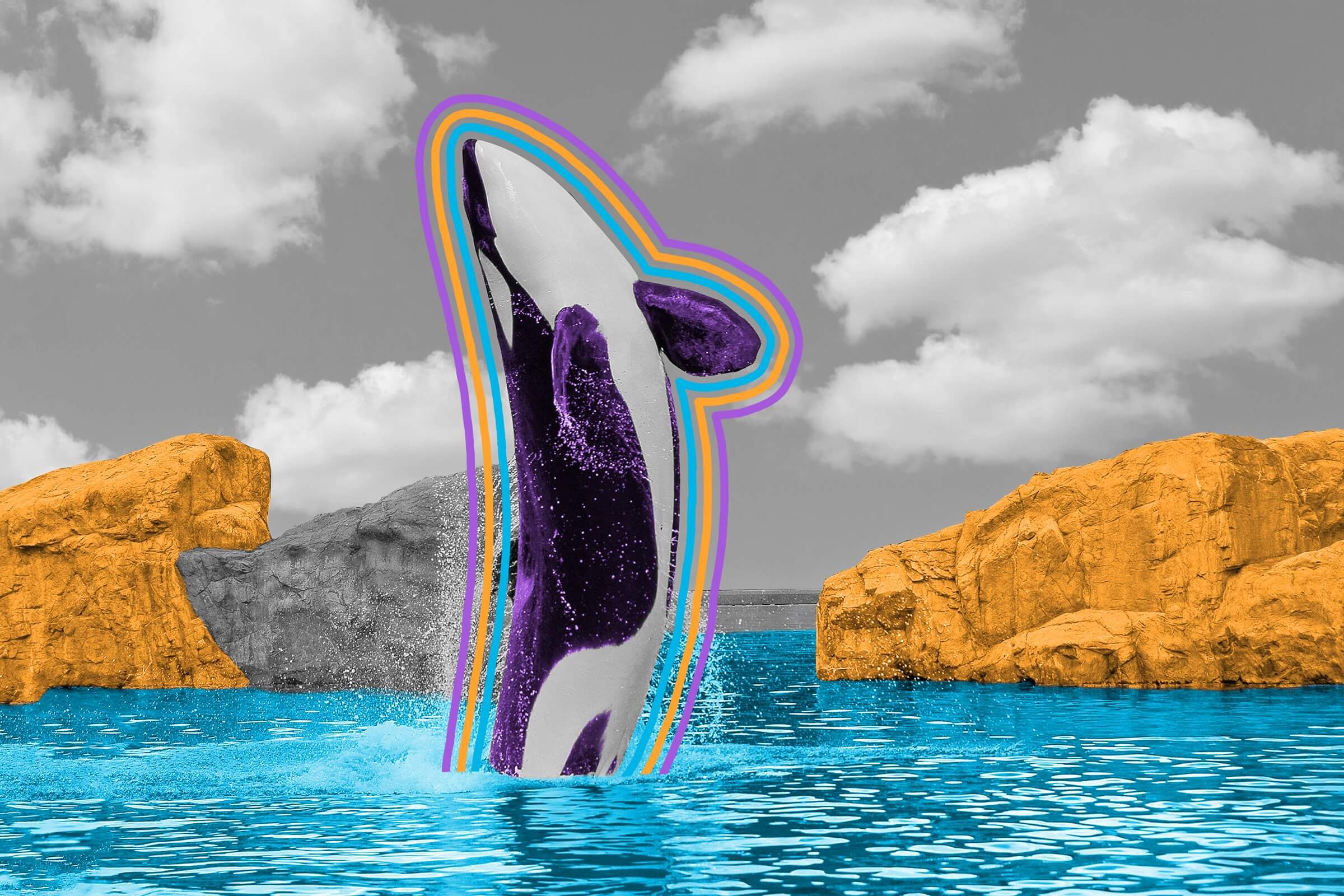 Killer whales sometimes hunt moose.